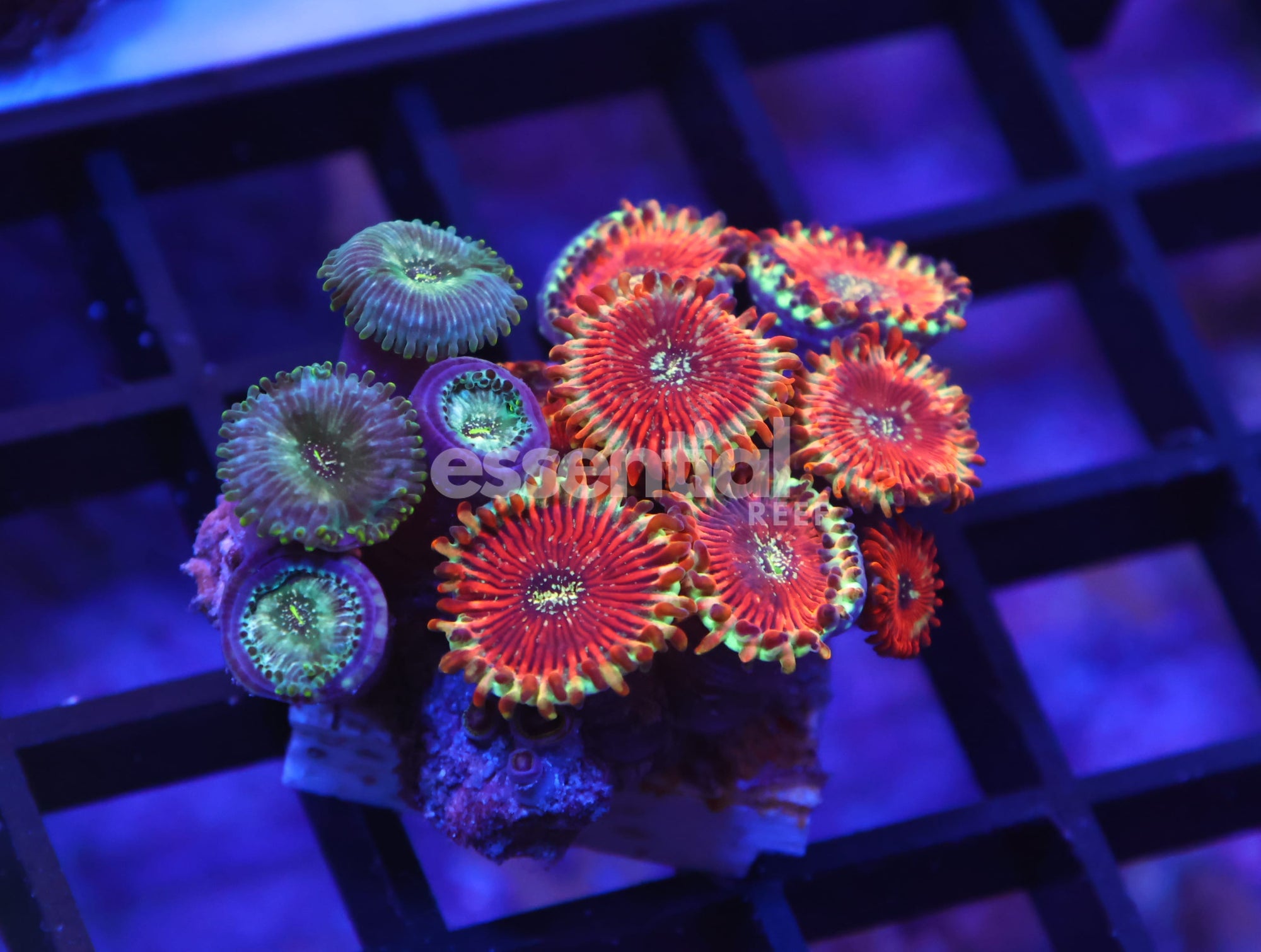 Watermarked - K55 - INDO RED MAGICIAN ZOA
