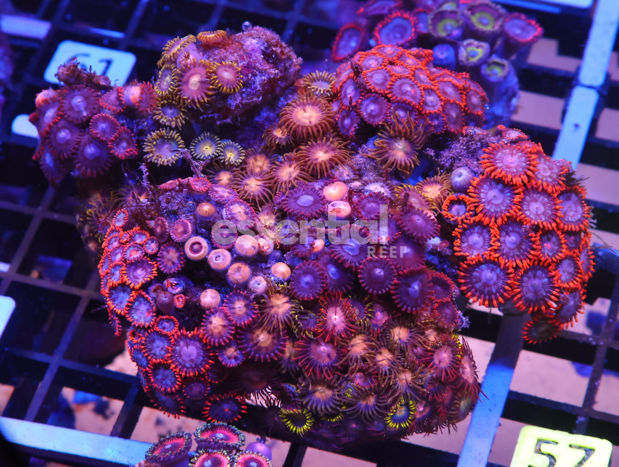 Watermarked - K56 - INDO COMBO ZOA ROCK