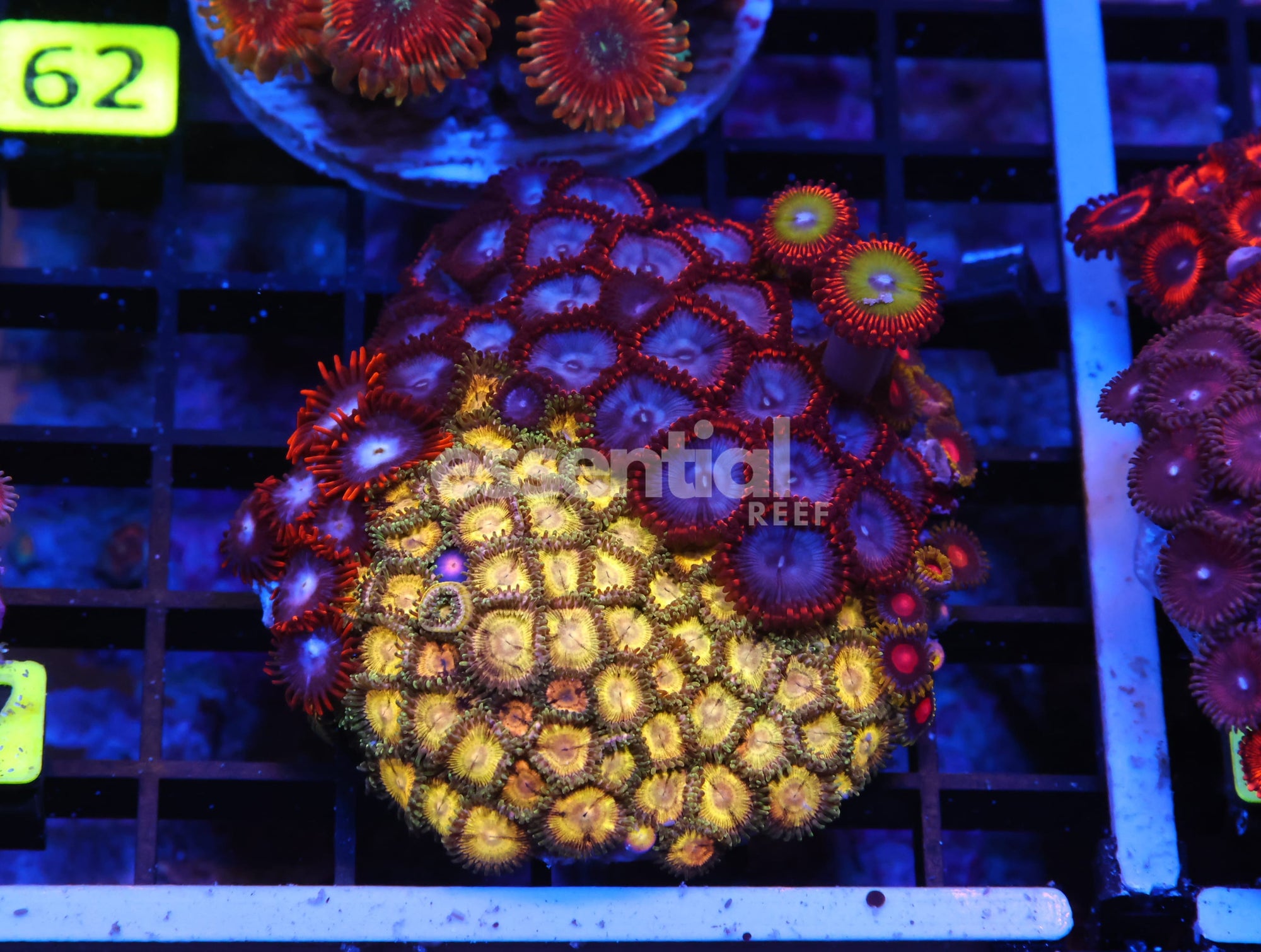 Watermarked - K57 - INDO ULTRA COMBO ZOA CULTURED