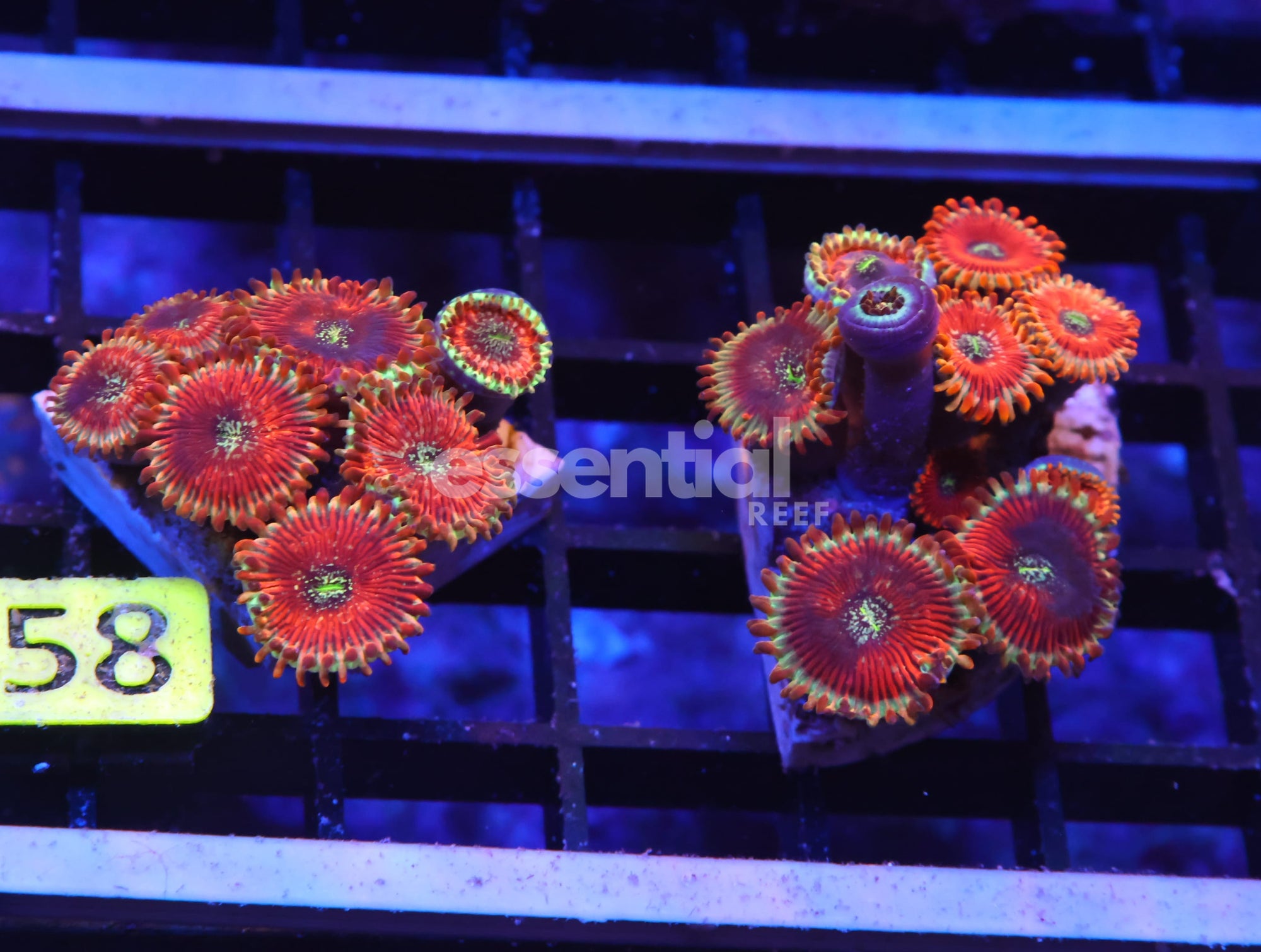 Watermarked - K58 - 2PK RED MAGICIAN ZOA