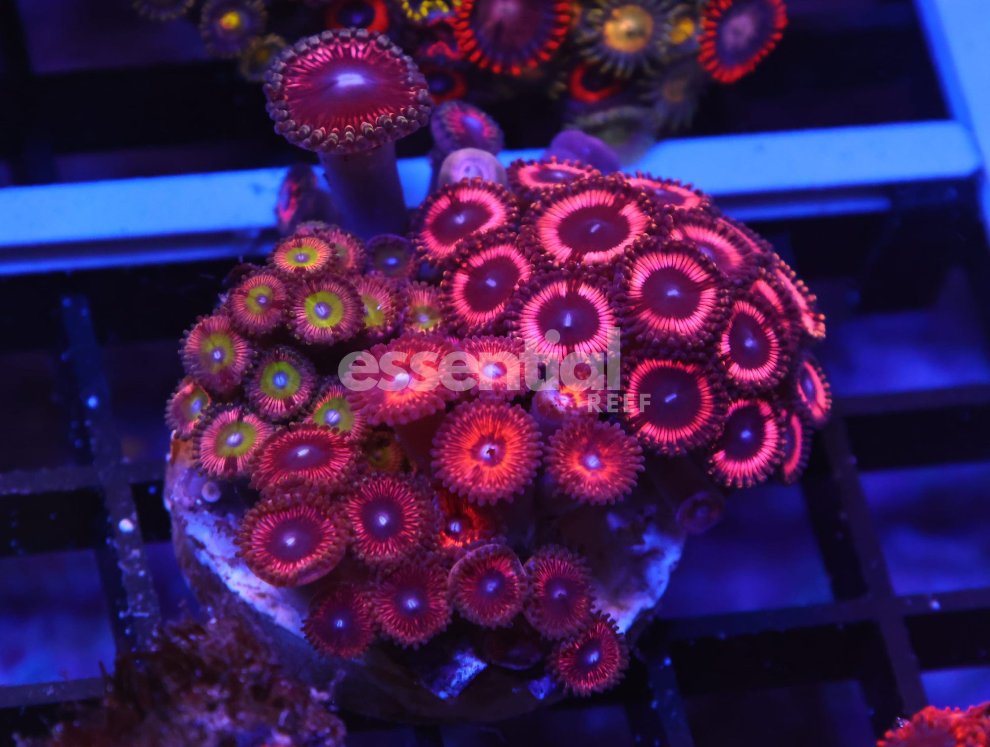 Watermarked - K59 - INDO ULTRA COMBO ZOA CULTURED