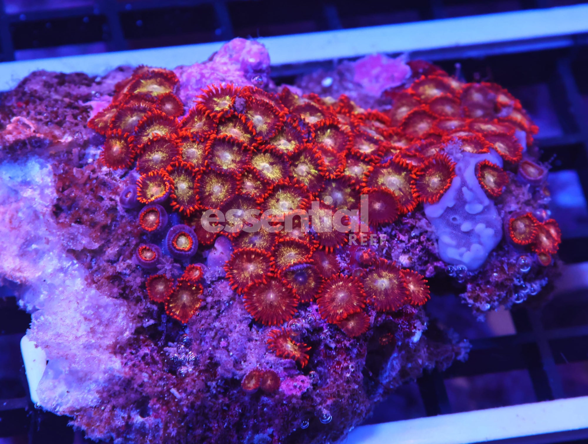 Watermarked - K60 - INDO FIRE CRACKER ZOA