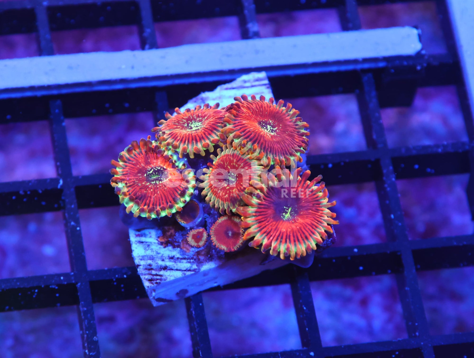 Watermarked - K62 - INDO RED MAGICIAN ZOA