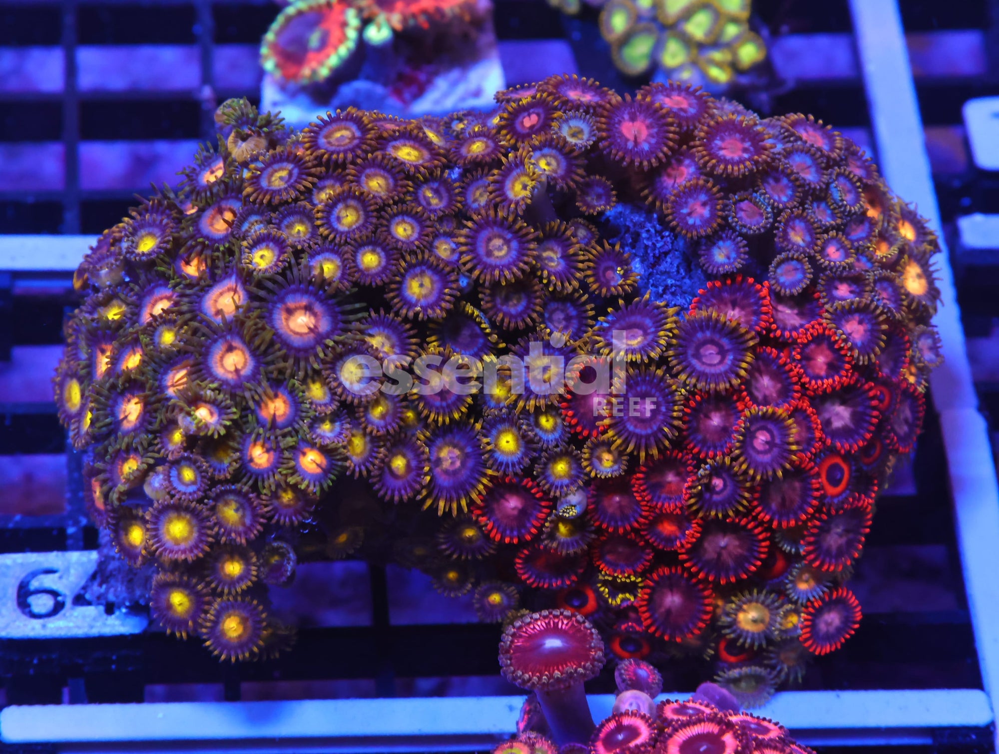 Watermarked - K64 - INDO COMBO ZOA ROCK