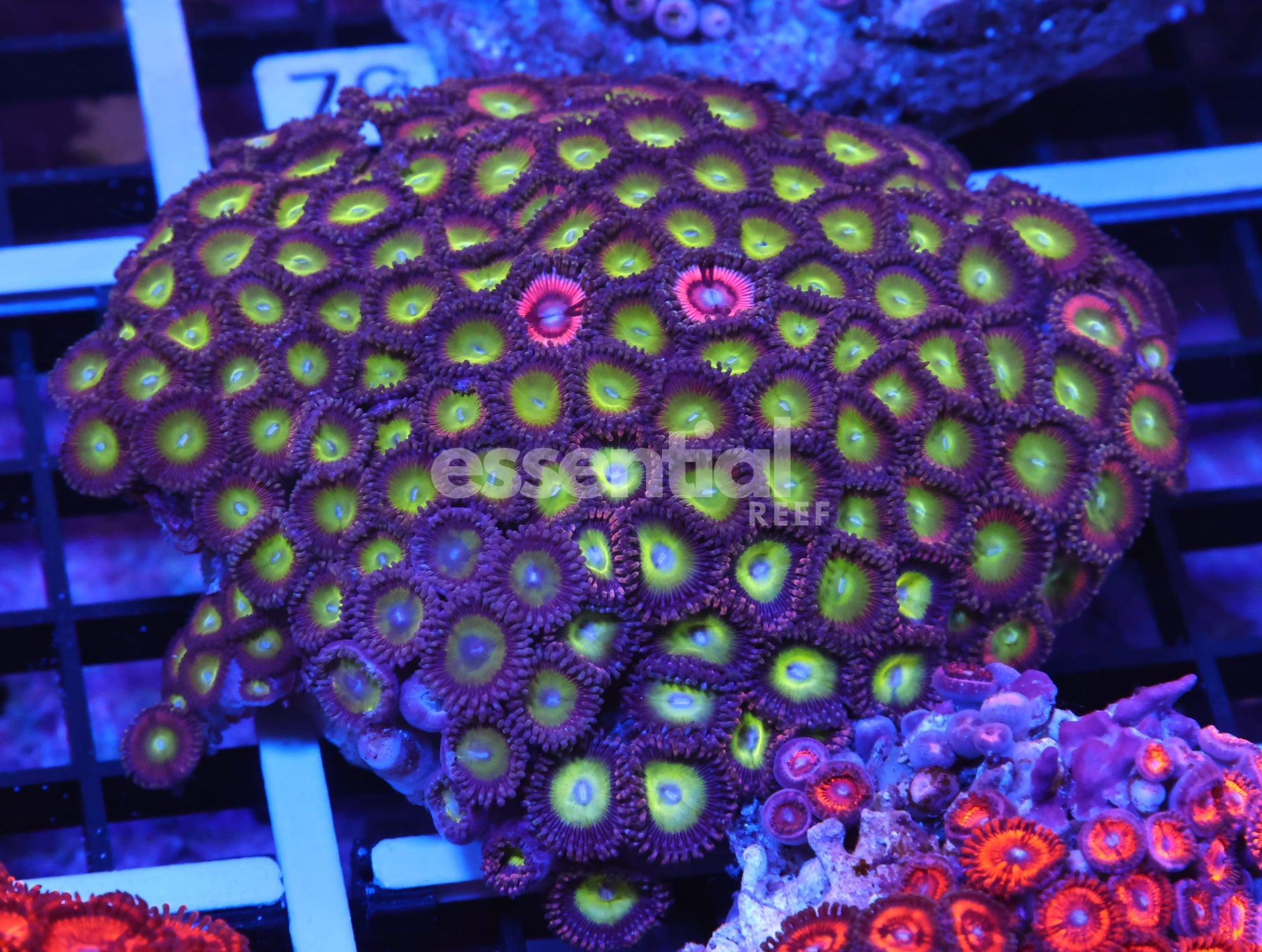Watermarked - K65 - INDO APPLE EYE ZOA