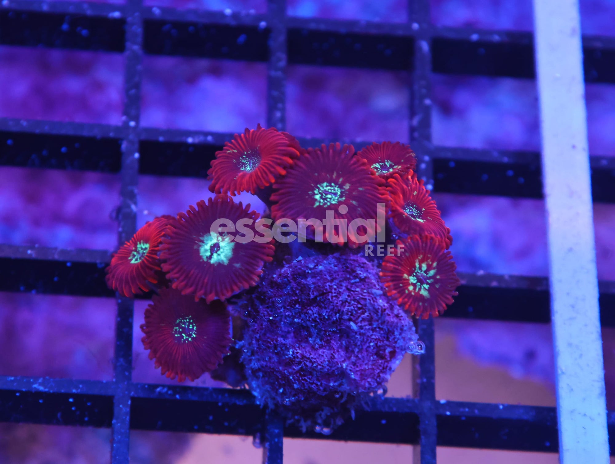 Watermarked - K66 - INDO RED MAGICIAN ZOA