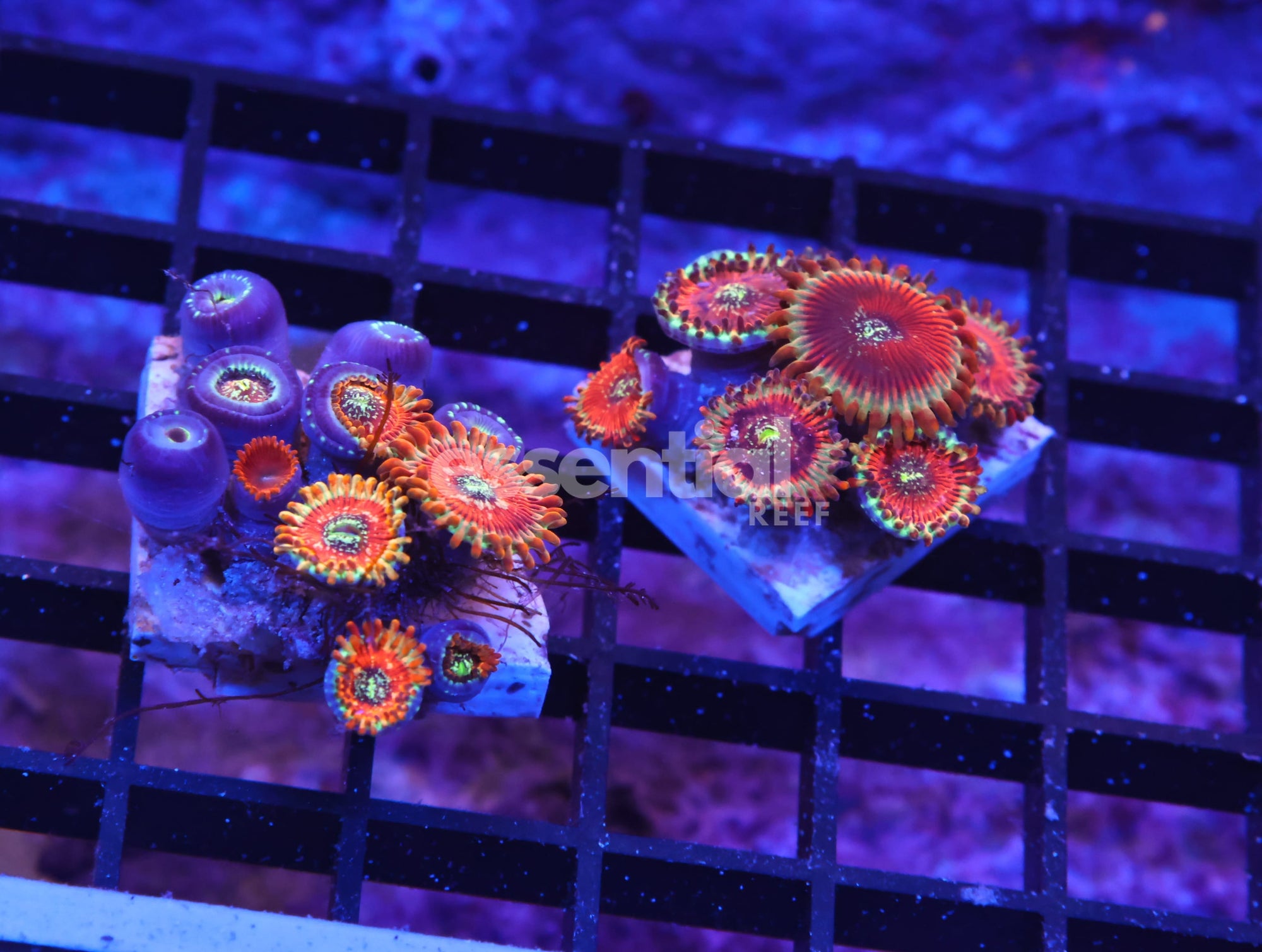 Watermarked - K67 - 2PK RED MAGICIAN ZOA