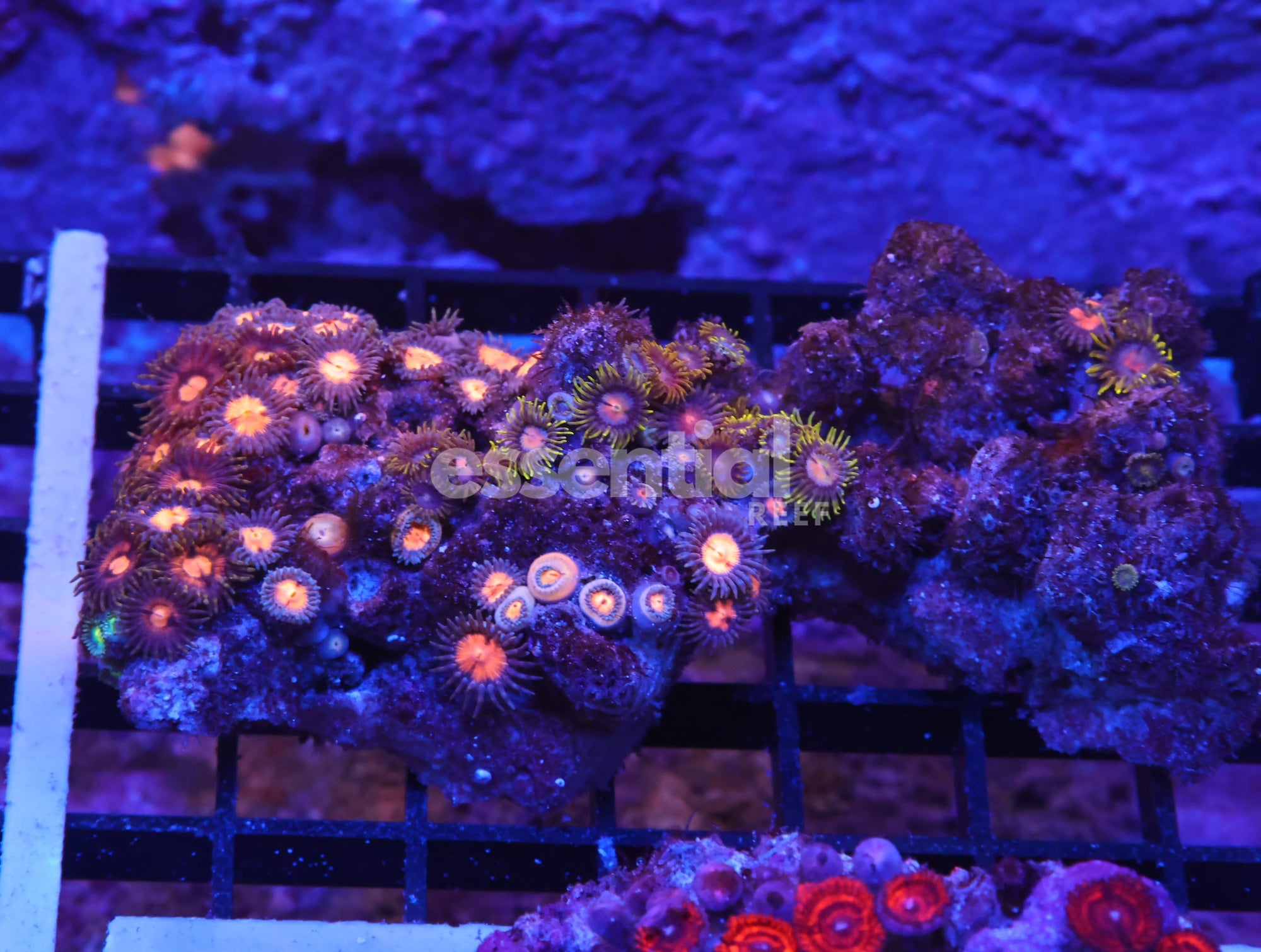 Watermarked - K68 - INDO COMBO ZOA ROCK