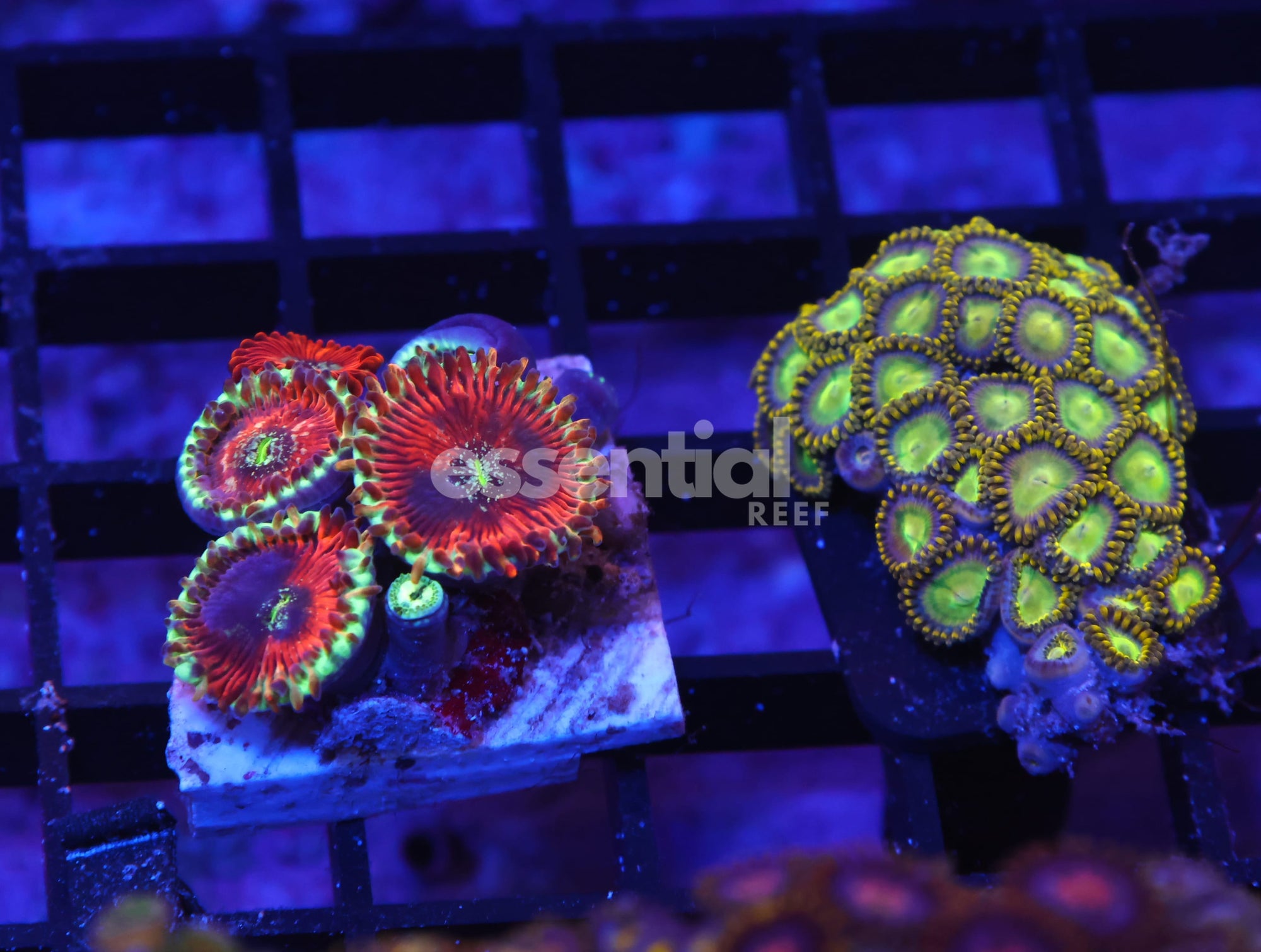 Watermarked - K69 - 2PK ZOA COMBO CULTURED