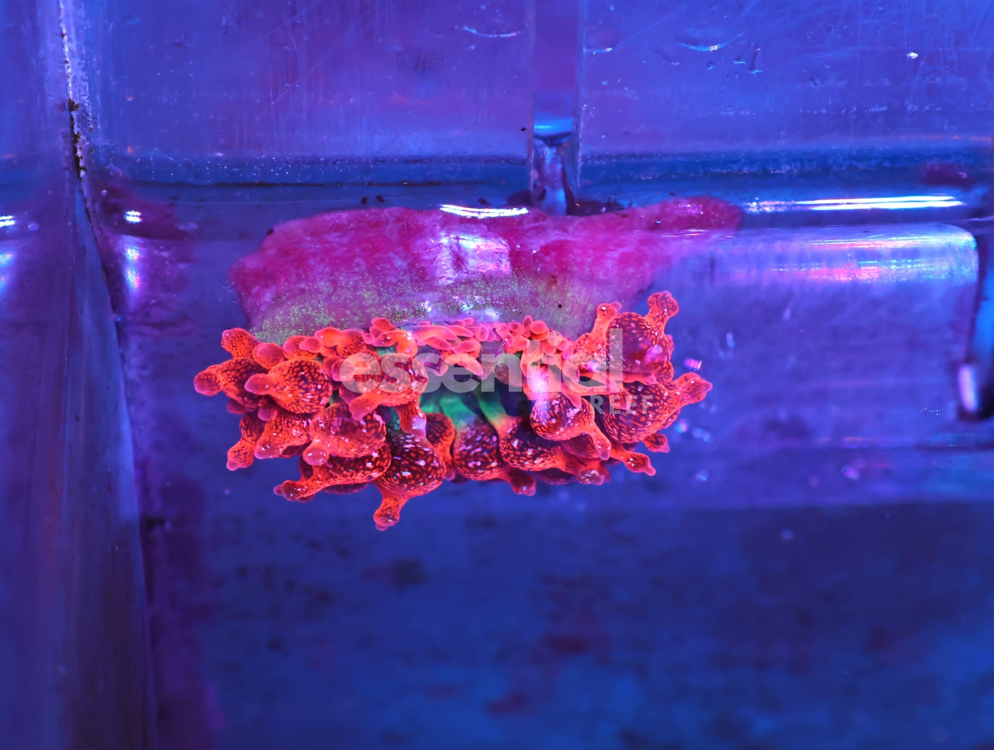 Watermarked - M02 - ULTRA ROSE BUBBLE ANEMONE