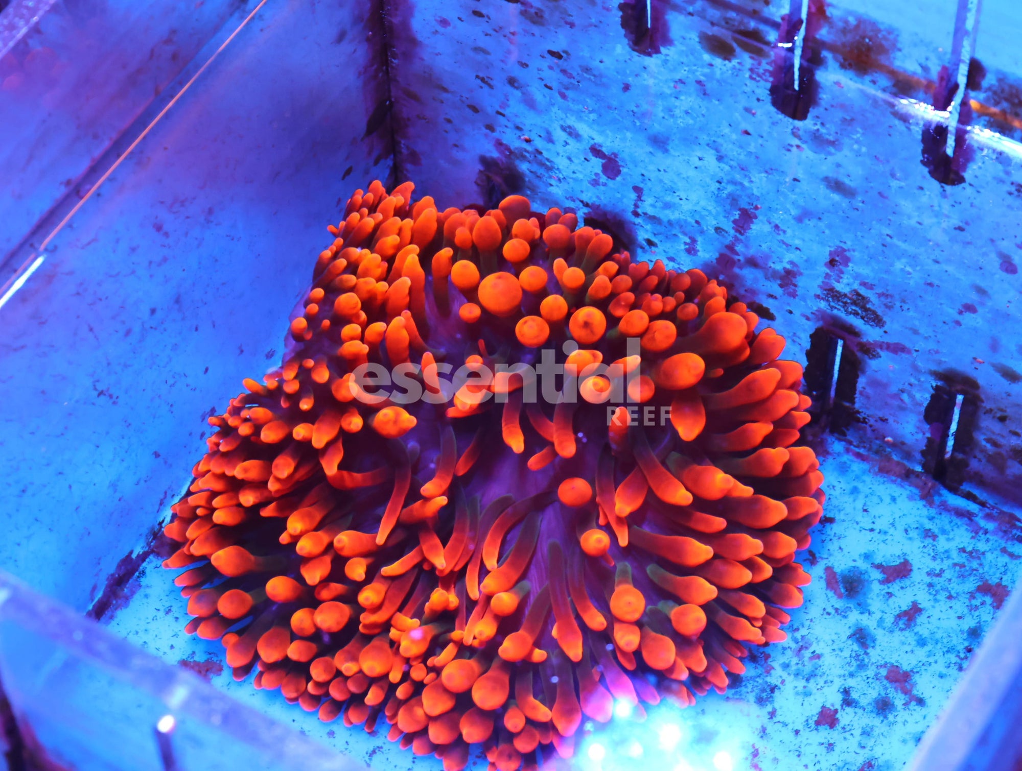 Watermarked - M06 - BLACK WIDOW BUBBLE ANEMONE