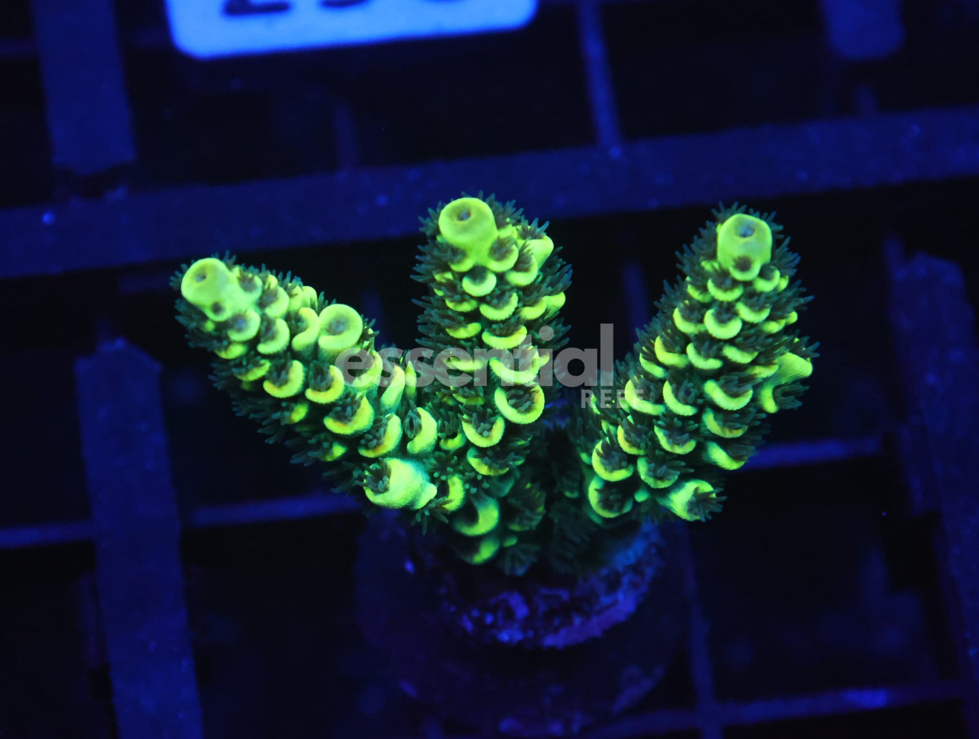 Watermarked - O246 - SDC Abba Zabba Acro Tenuis - Lg Frag