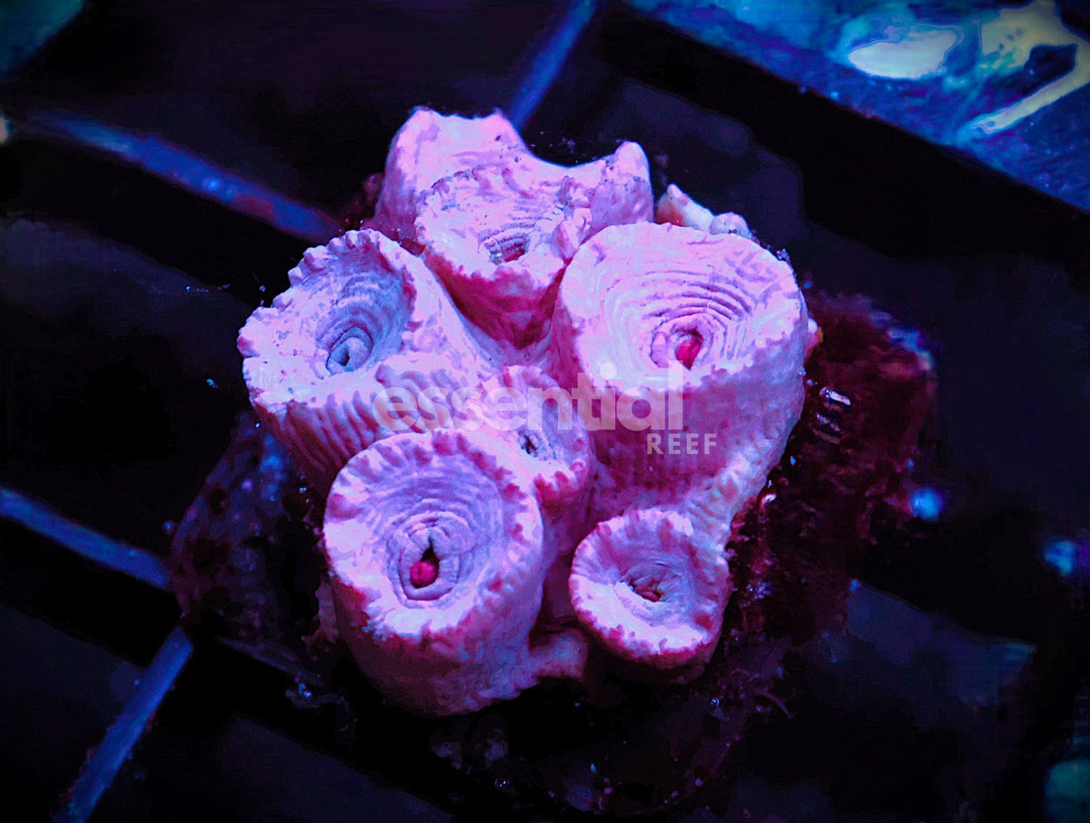 Watermarked - O601 - Almost Wysiwyg - Conditioned Orange Sun Polyp