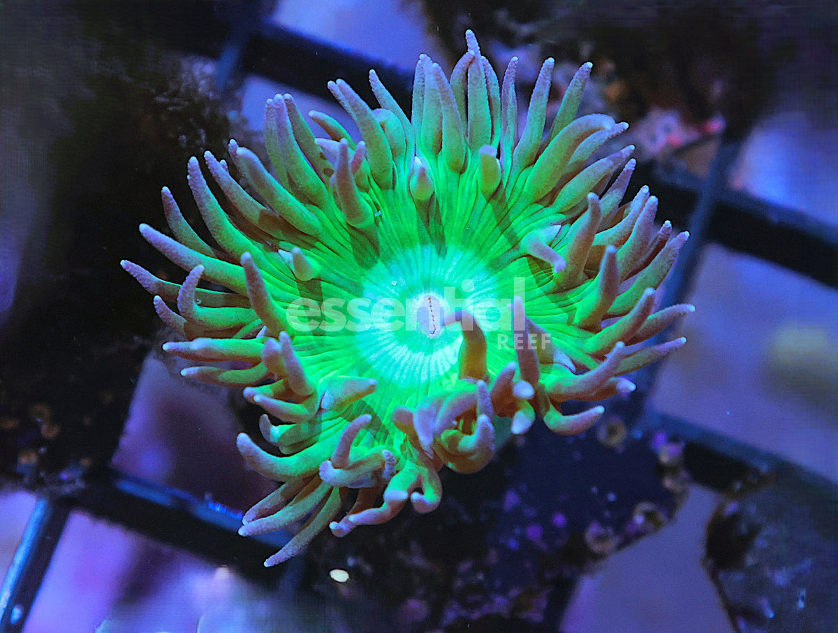 Watermarked - O619 - Almost Wysiwyg - Duncanops Conditioned Frags