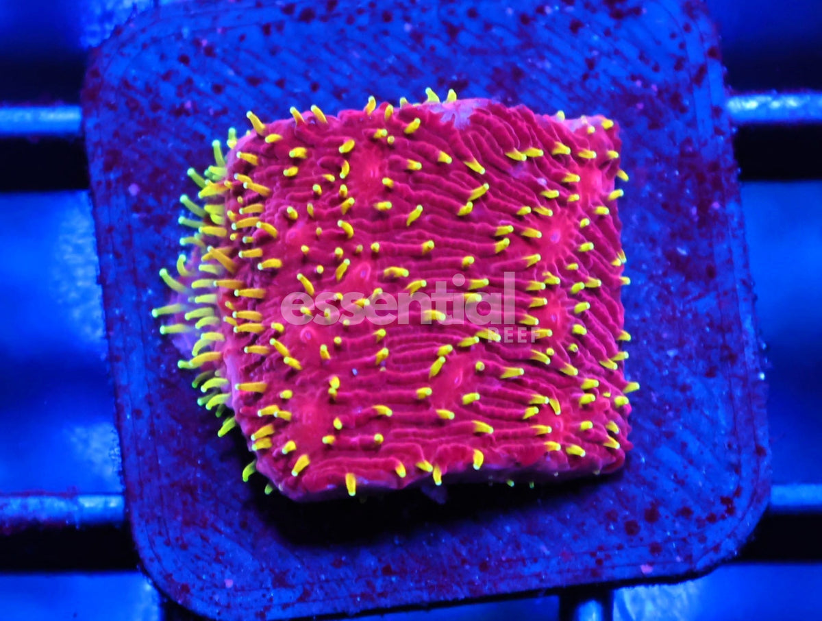 Watermarked - O620 - Almost Wysiwyg - JF Freakhair Lithophyllon