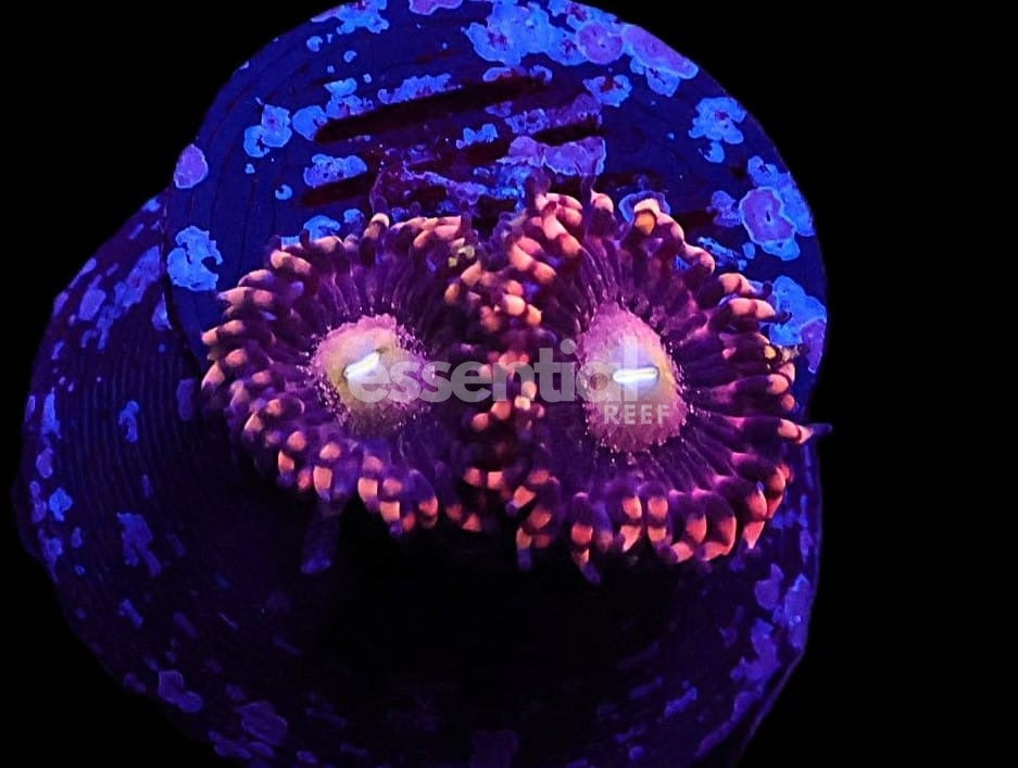 Watermarked - O708 - Almost Wysiwyg - SDC Antimatter Zoa