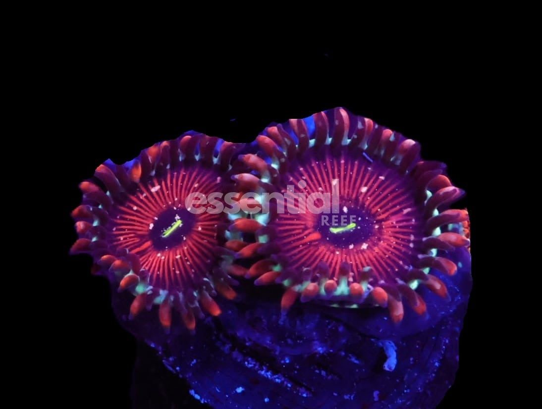 Watermarked - O709 - Almost Wysiwyg - SDC Seduction Zoa