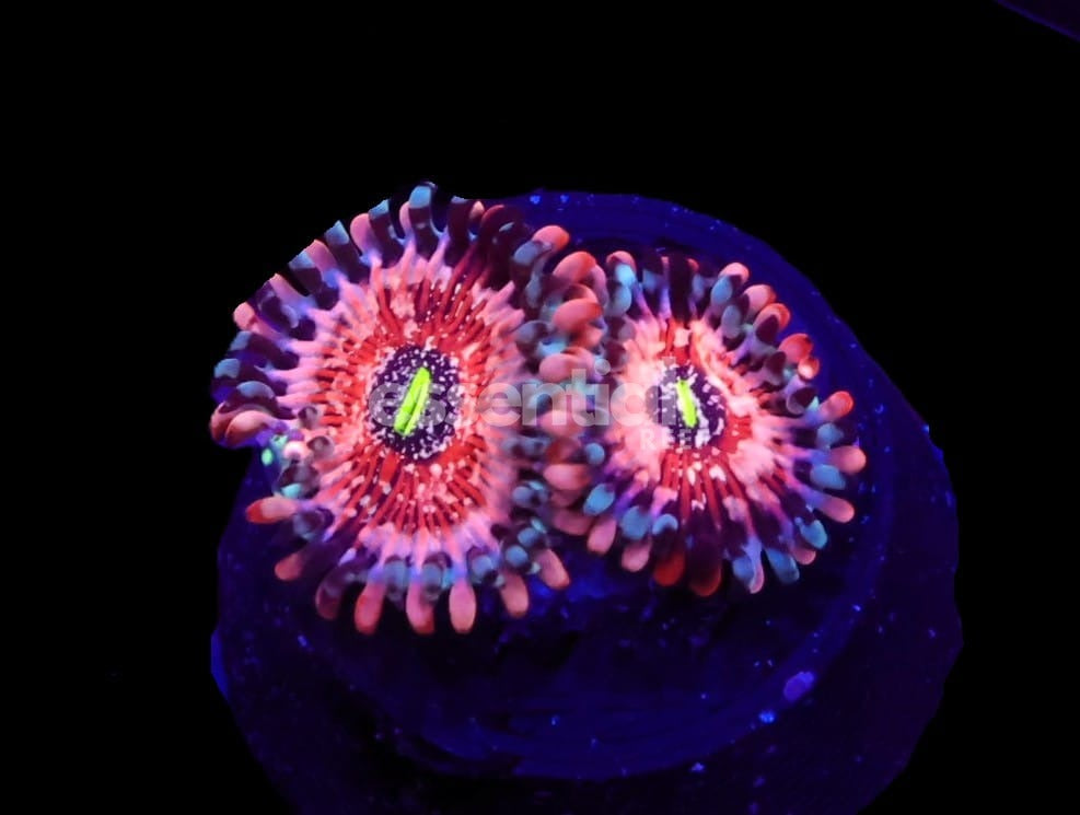 Watermarked - O710 - Almost Wysiwyg - SDC White Zombie Zoa