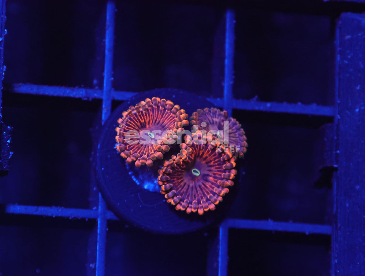 Watermarked - O711 - Almost Wysiwyg - SDC Fairy Fart Zoa