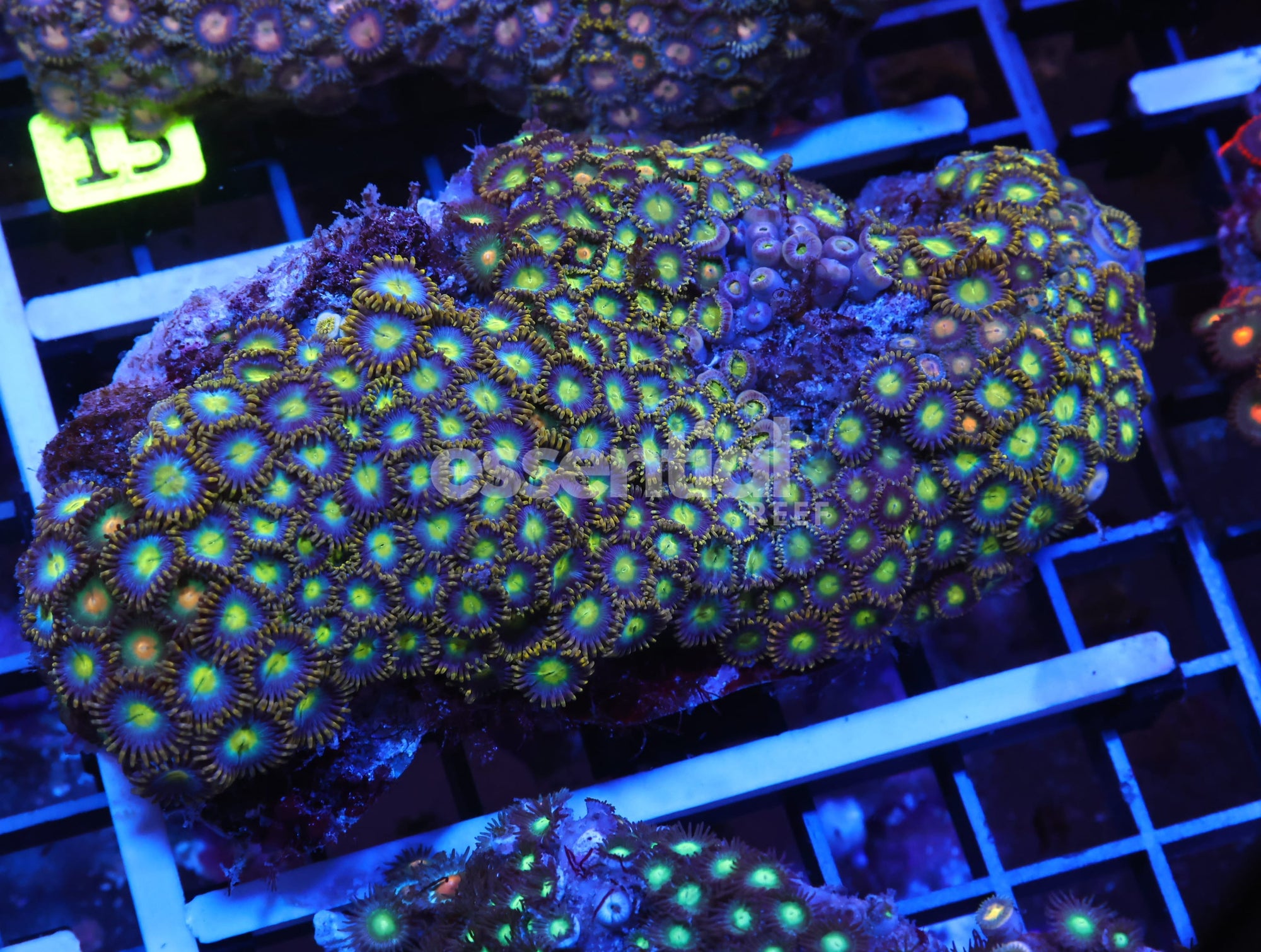 Watermarked - X10 - INDO GREEN EYE ZOA