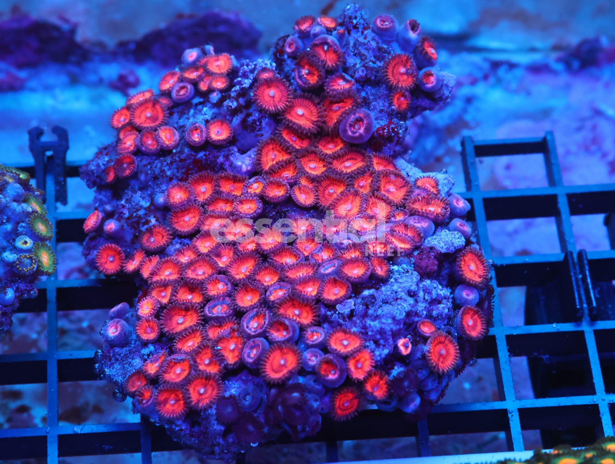 Watermarked - X105 - INDO SUPER RED ZOA