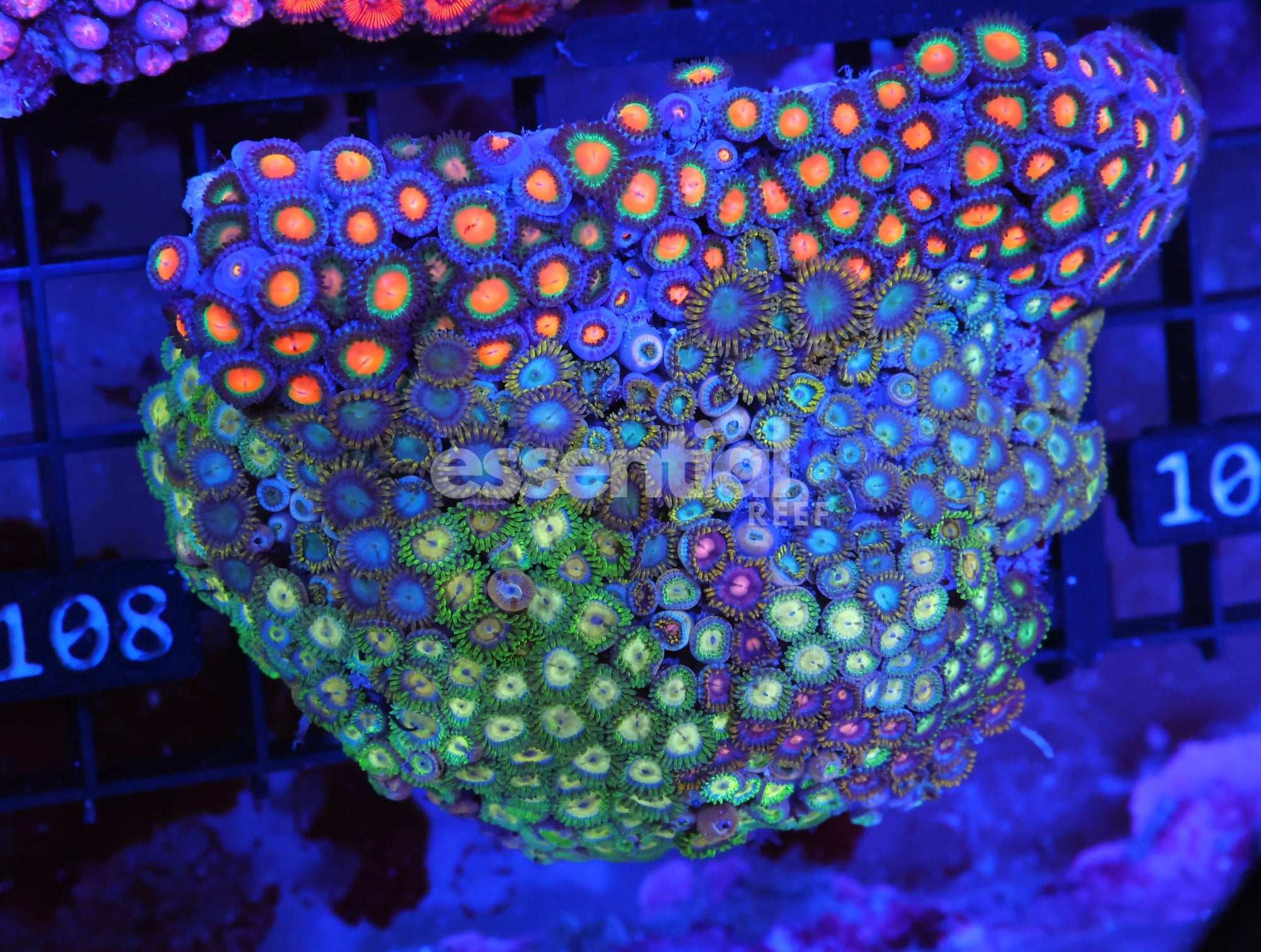 Watermarked - X108 - INDO COMBO ZOA ROCK