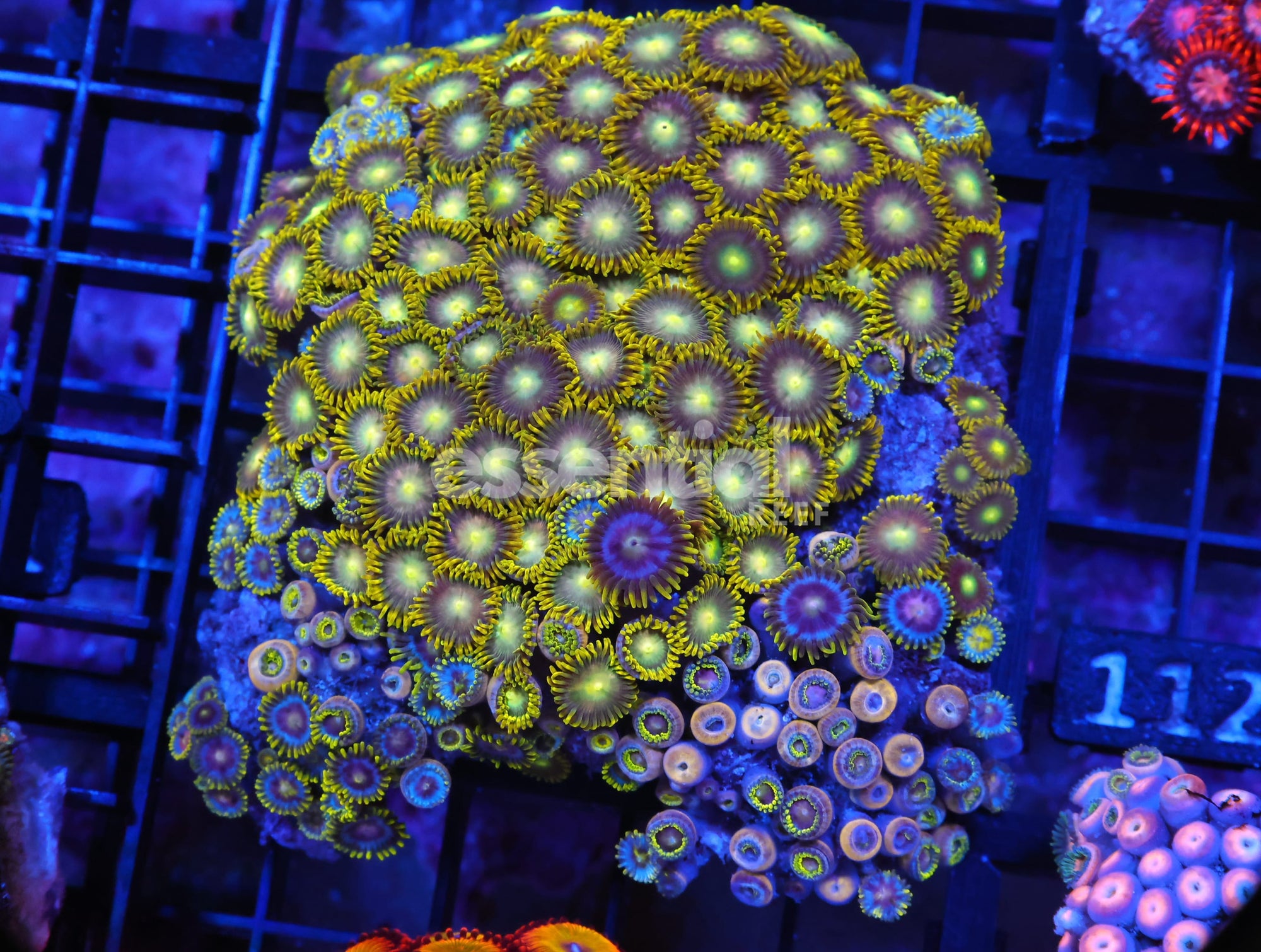 Watermarked - X111 - INDO TOXIC GREEN ZOA
