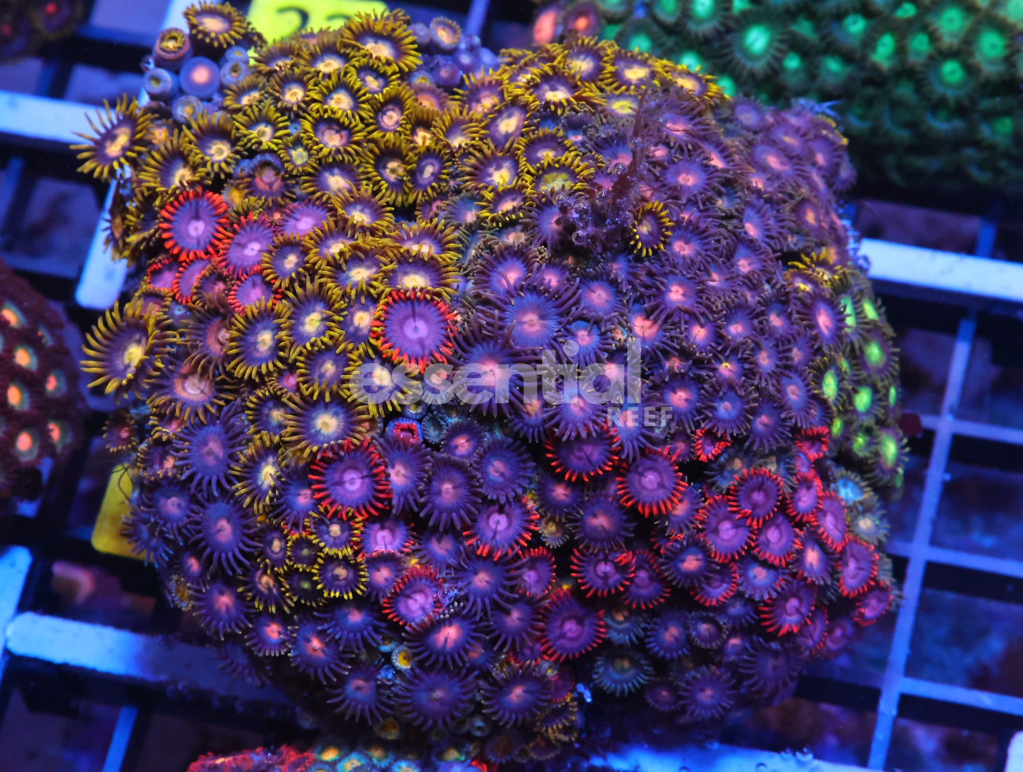 Watermarked - X17 - INDO COMBO ZOA ROCK