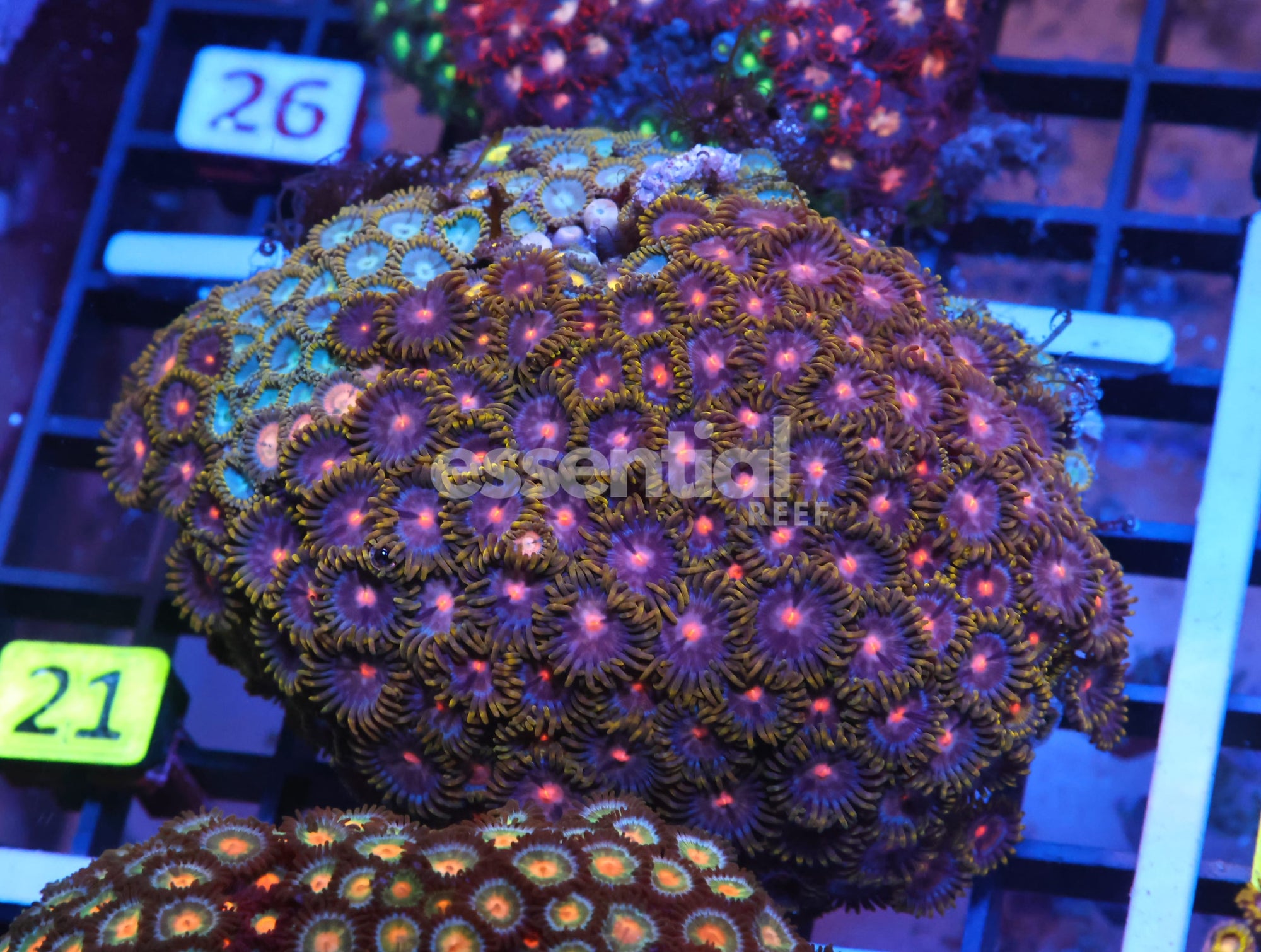 Watermarked - X21 - INDO GORILLA NIPPLE ZOA
