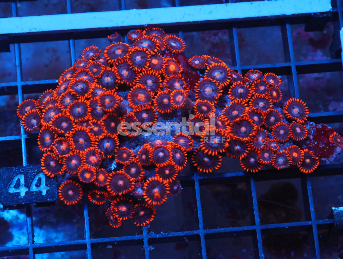 Watermarked - X44 - Indo Red Skirt Zoa