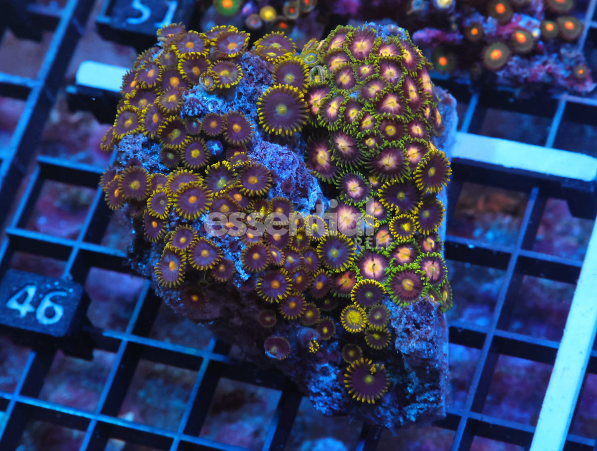 Watermarked - X46 - Indo Combo Zoa Rock