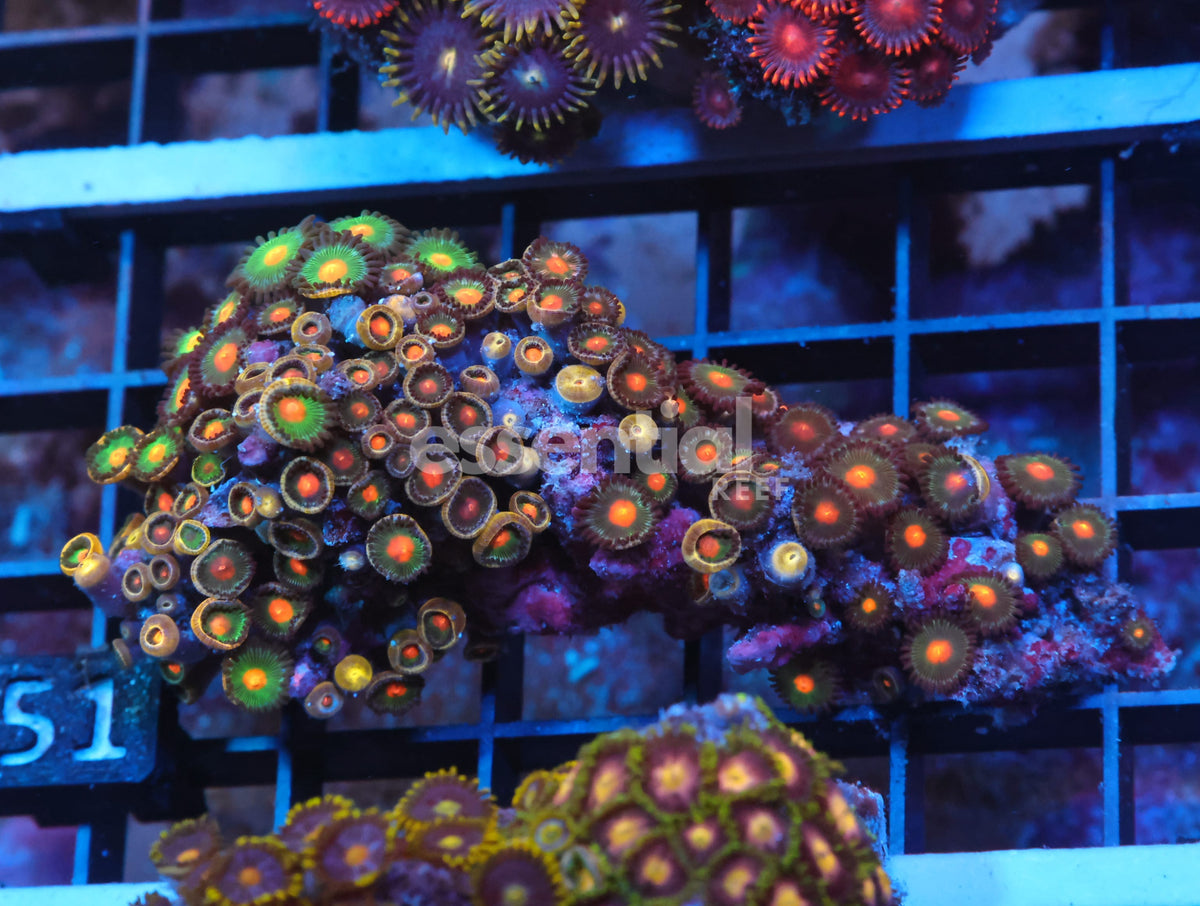 Watermarked - X51 - Indo Combo Zoa Rock