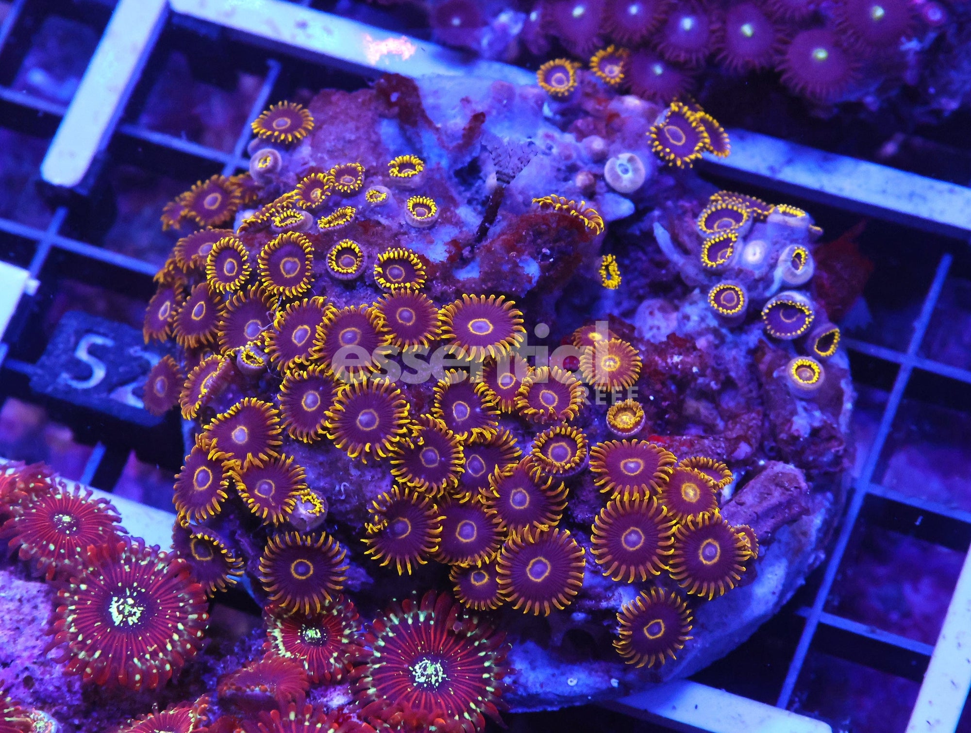 Watermarked - X52 - INDO BLACK HORNET ZOA