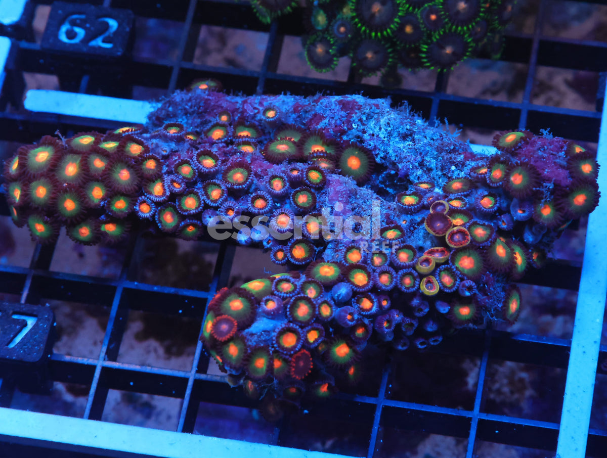 Watermarked - X57 - Indo Combo Zoa Rock