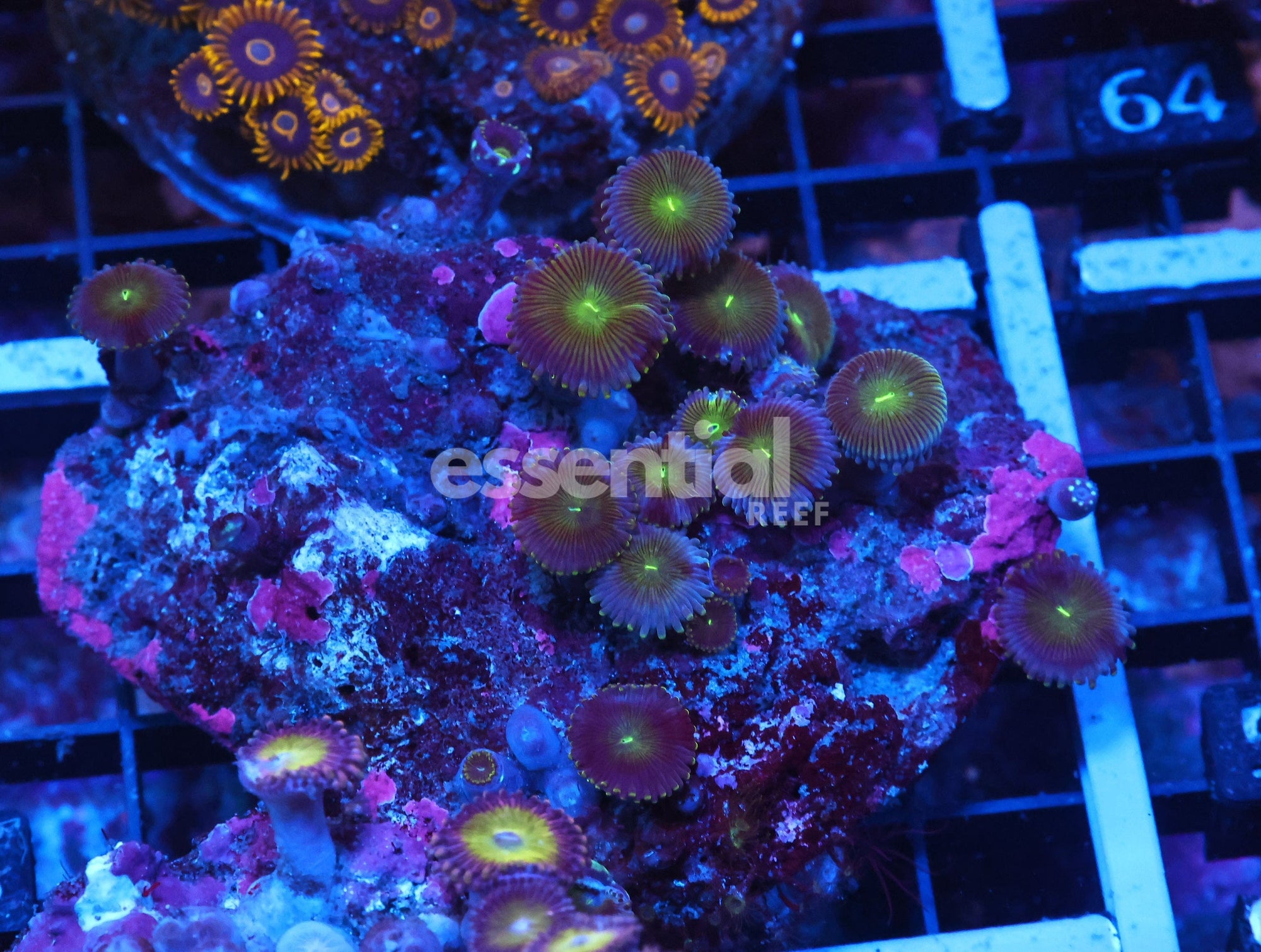 Watermarked - X58 - INDO COMBO ZOA ROCK