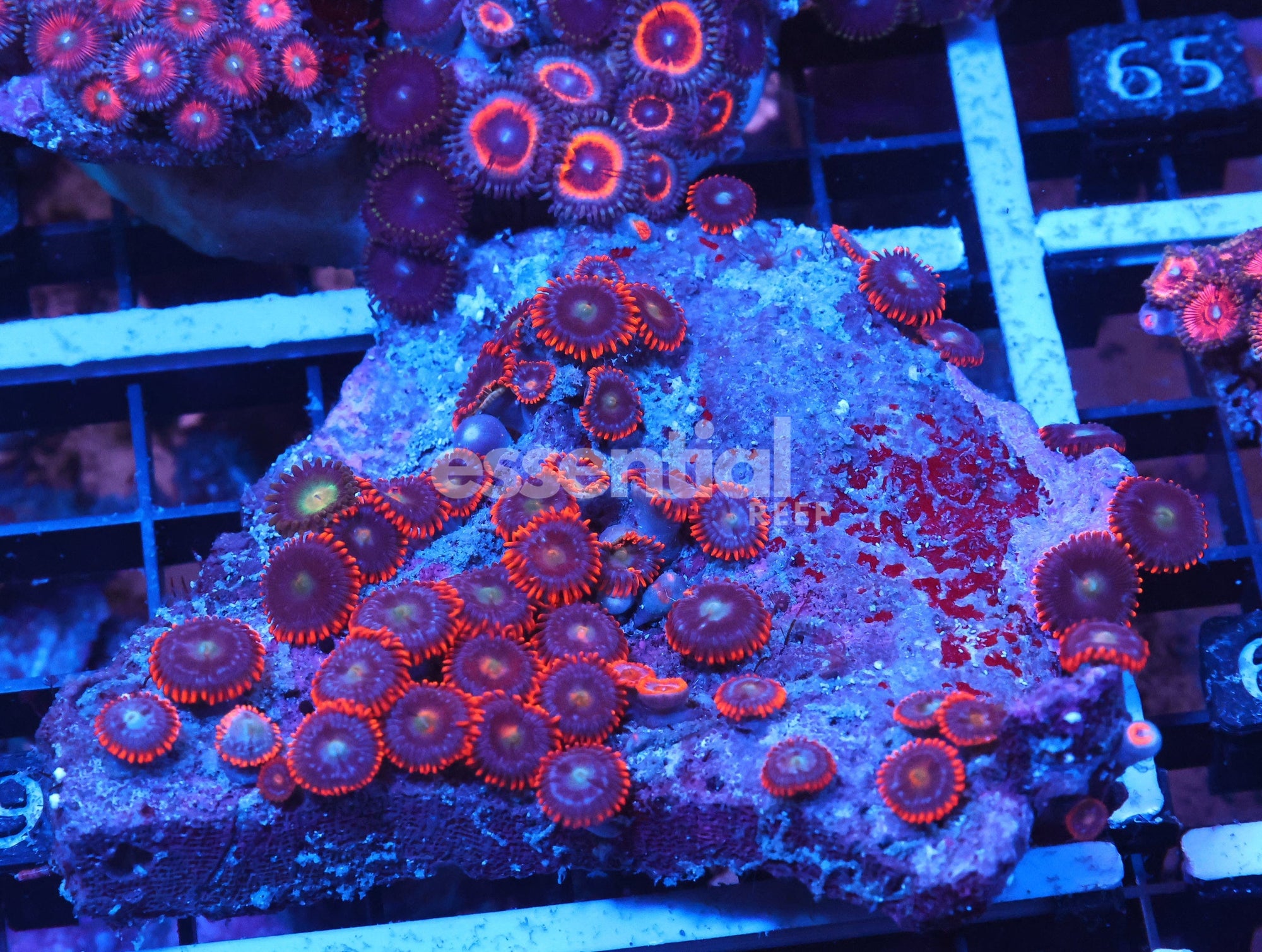 Watermarked - X59 - INDO RED SKIRT ZOA