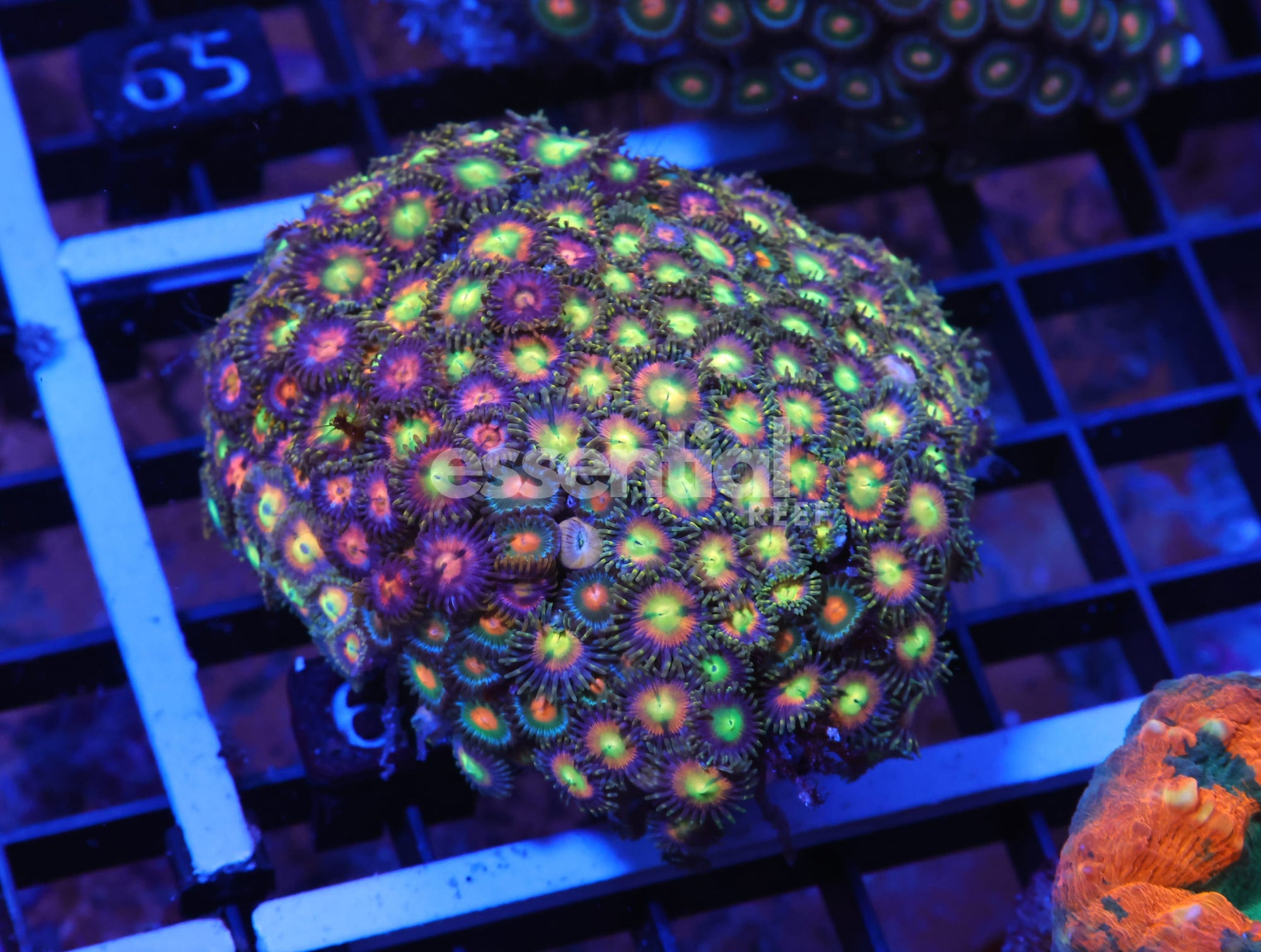 Watermarked - X60 - INDO COMBO ZOA ROCK