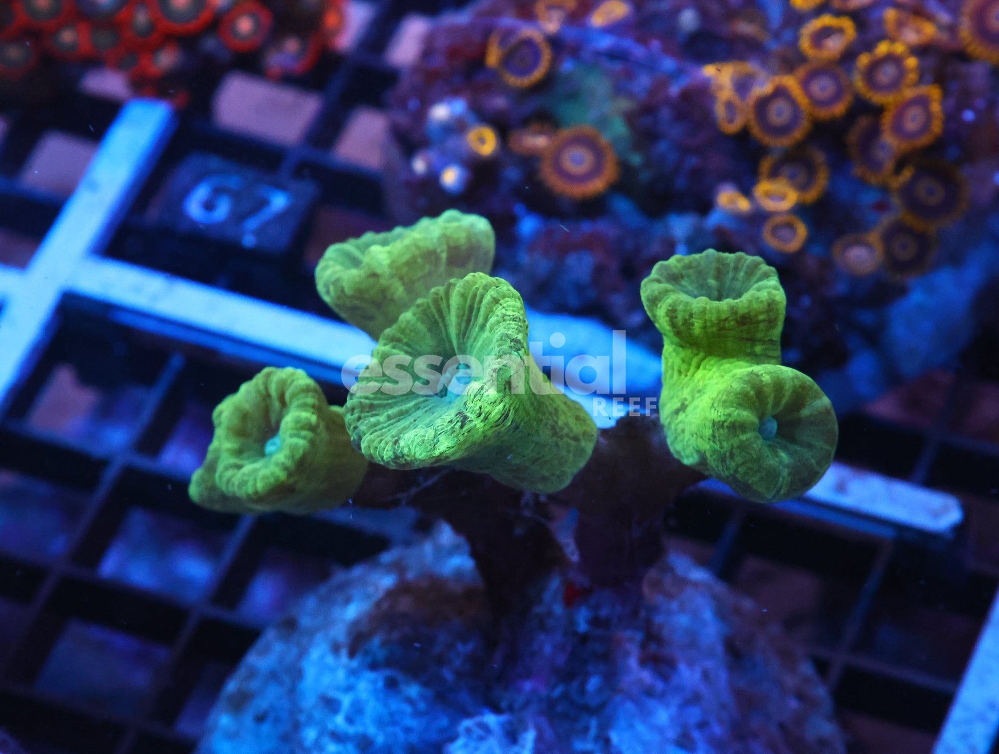 Watermarked - X62 - INDO KRYPTONITE CANDY CANE