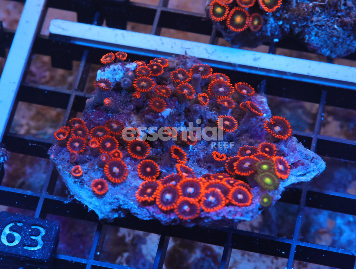 Watermarked - X63 - Indo Fire And Ice Zoa