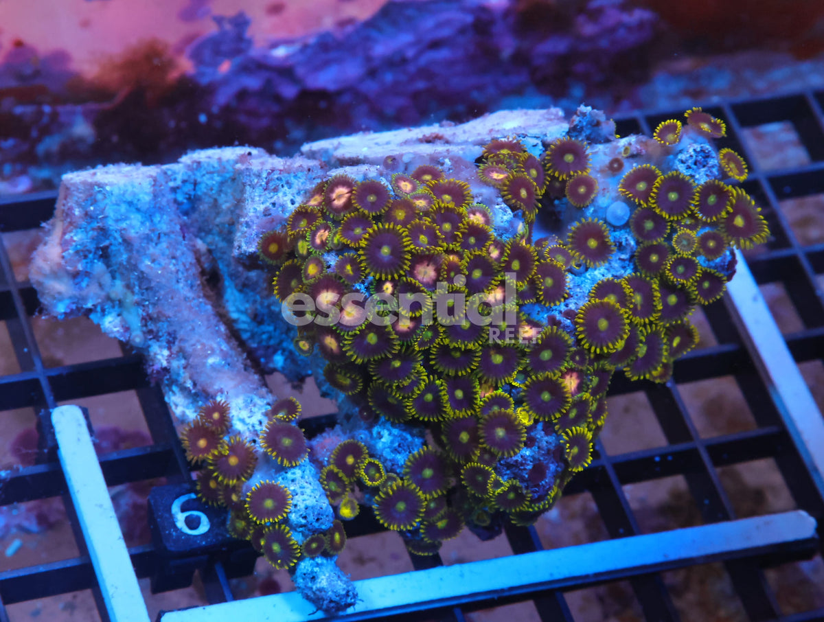Watermarked - X67 - Indo Green Skirt Zoa