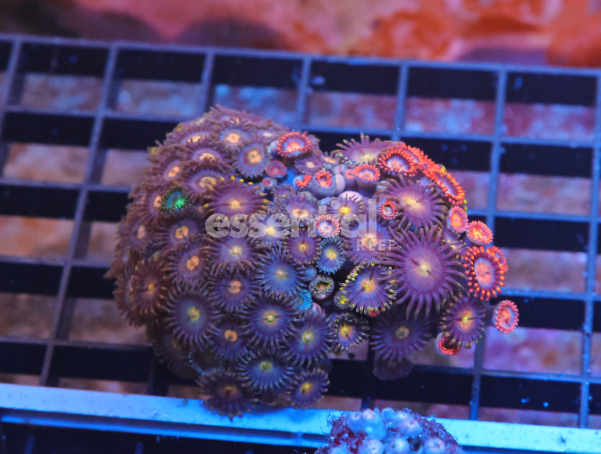 Watermarked - X69 - Indo Combo Zoa Rock