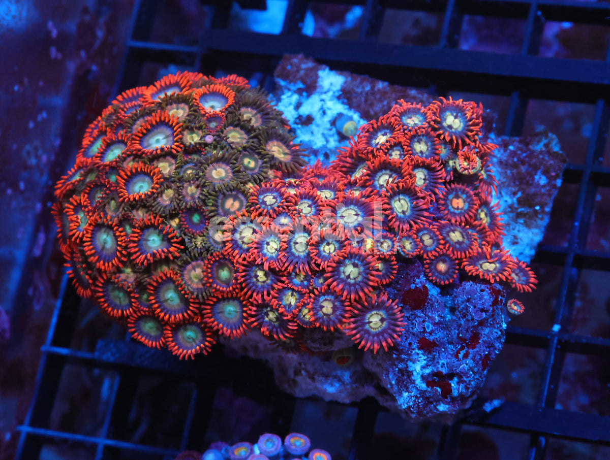 Watermarked - X76 - Indo Combo Zoa Rock