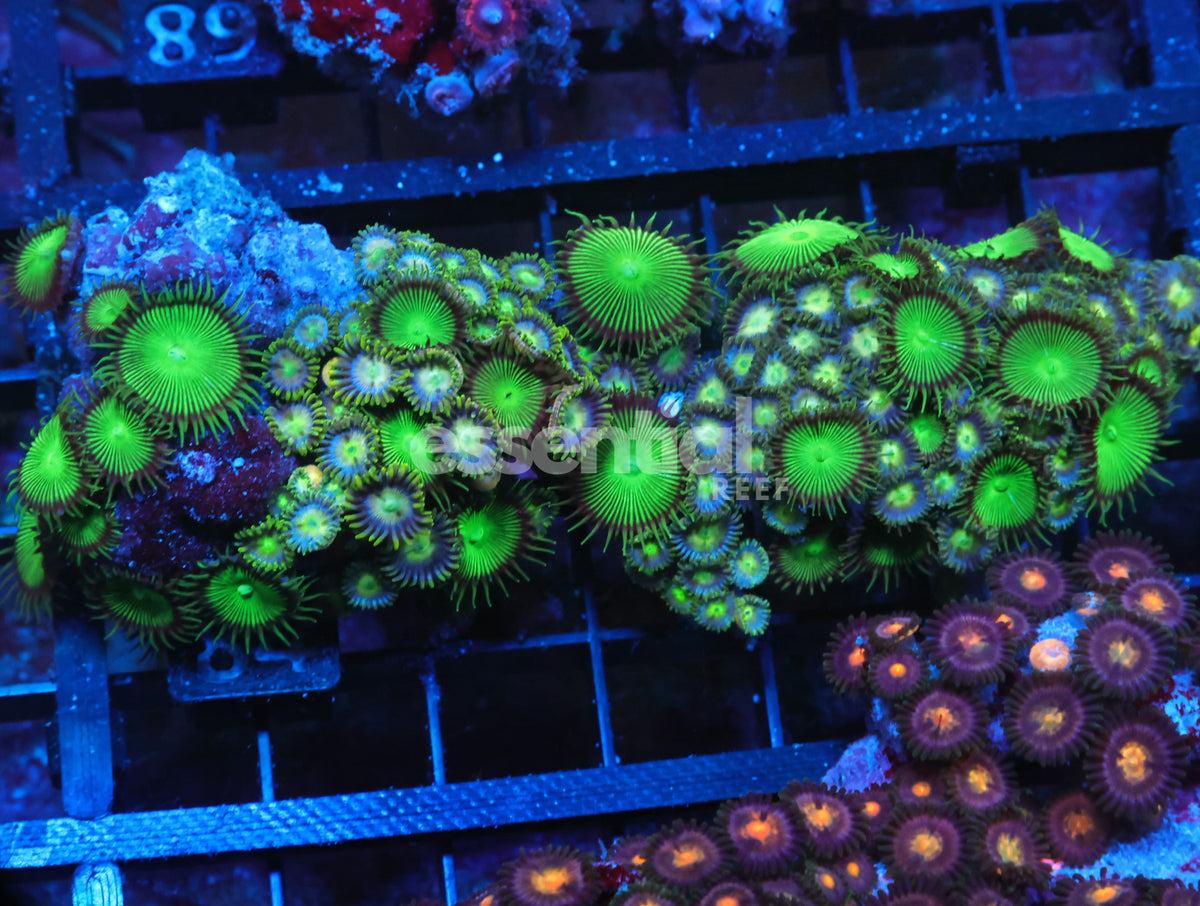Watermarked - X84 - Indo Combo Zoa Rock