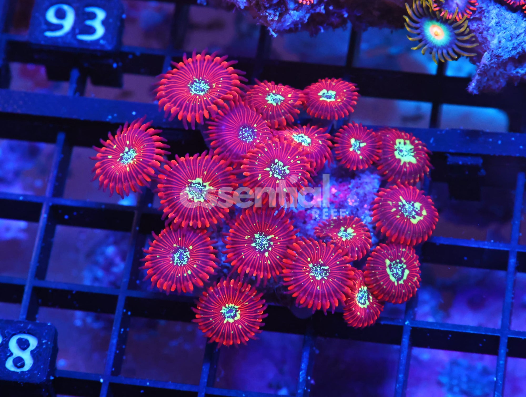 Watermarked - X88 - INDO RED MAGICIAN ZOA