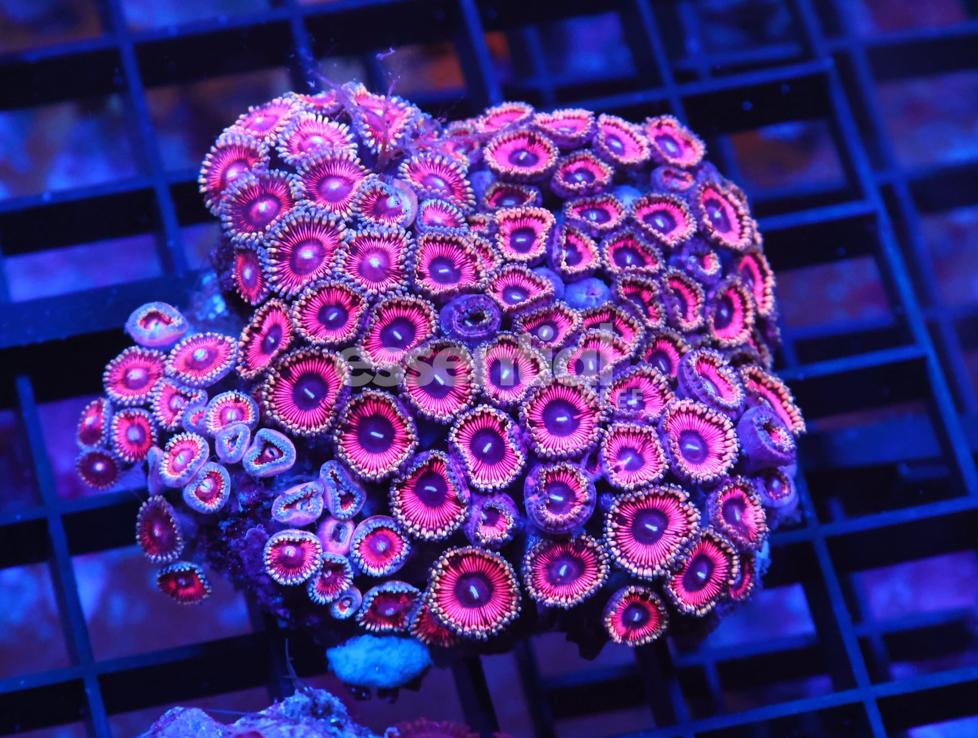 Watermarked - X90 - INDO PINK PASSION ZOA