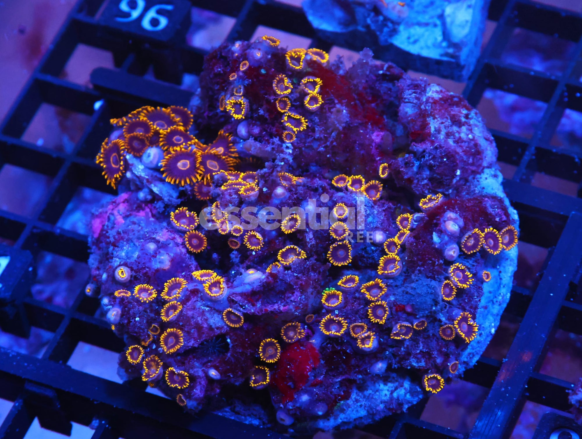 Watermarked - X91 - INDO BLACK HORNET ZOA
