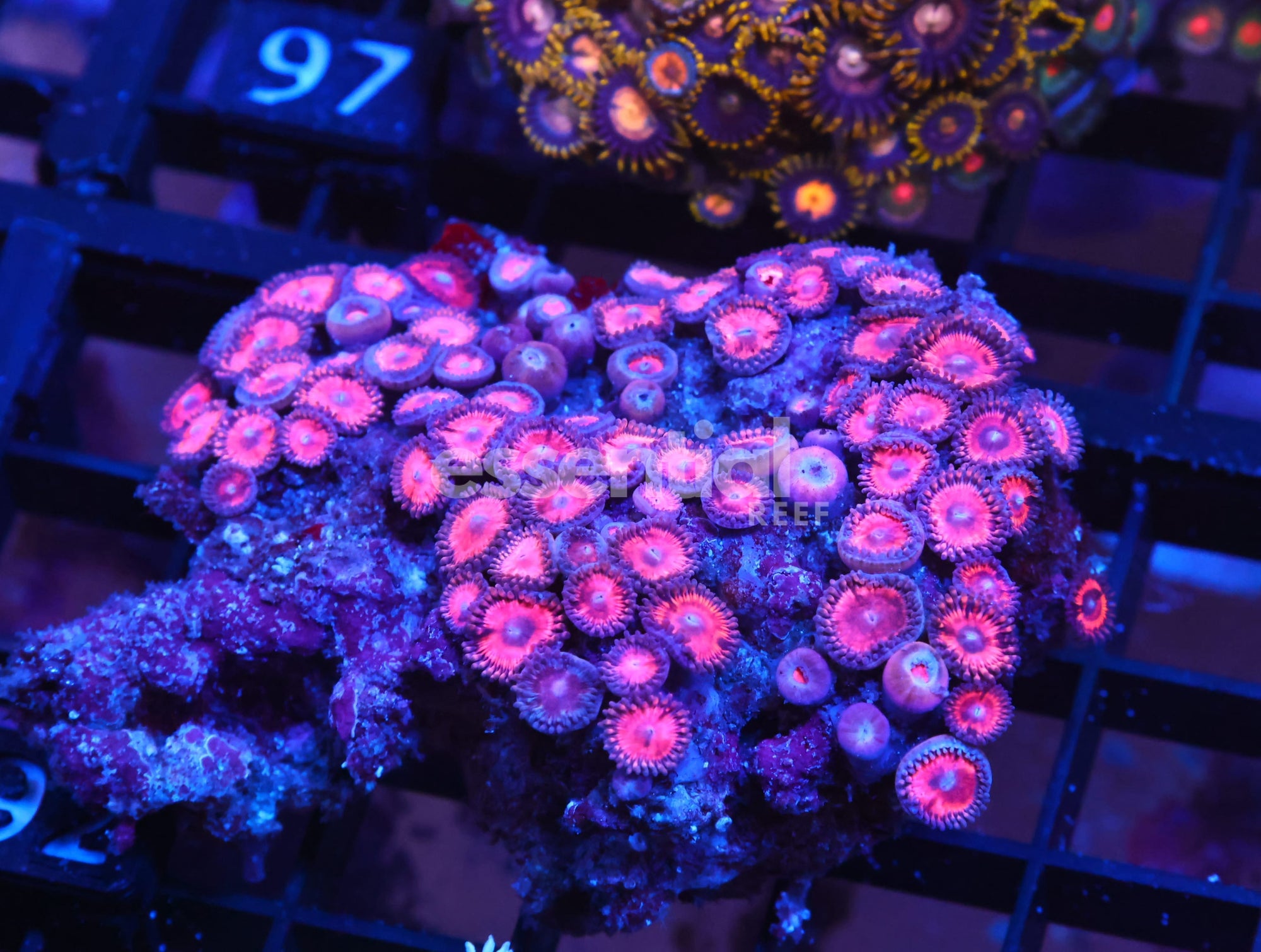 Watermarked - X92 - INDO ULTRA PINK ZOA
