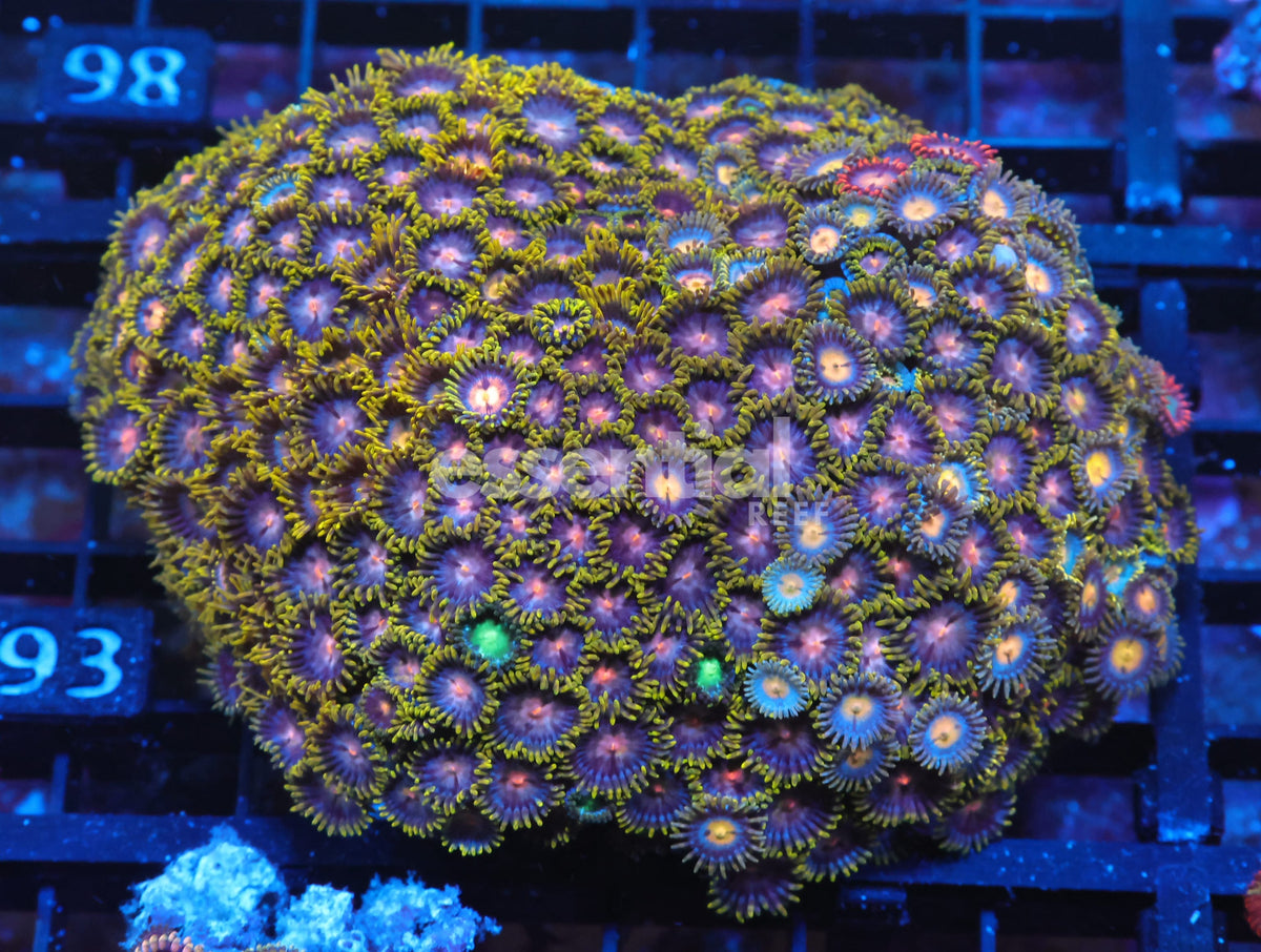 Watermarked - X93 - Indo Grassland Zoa