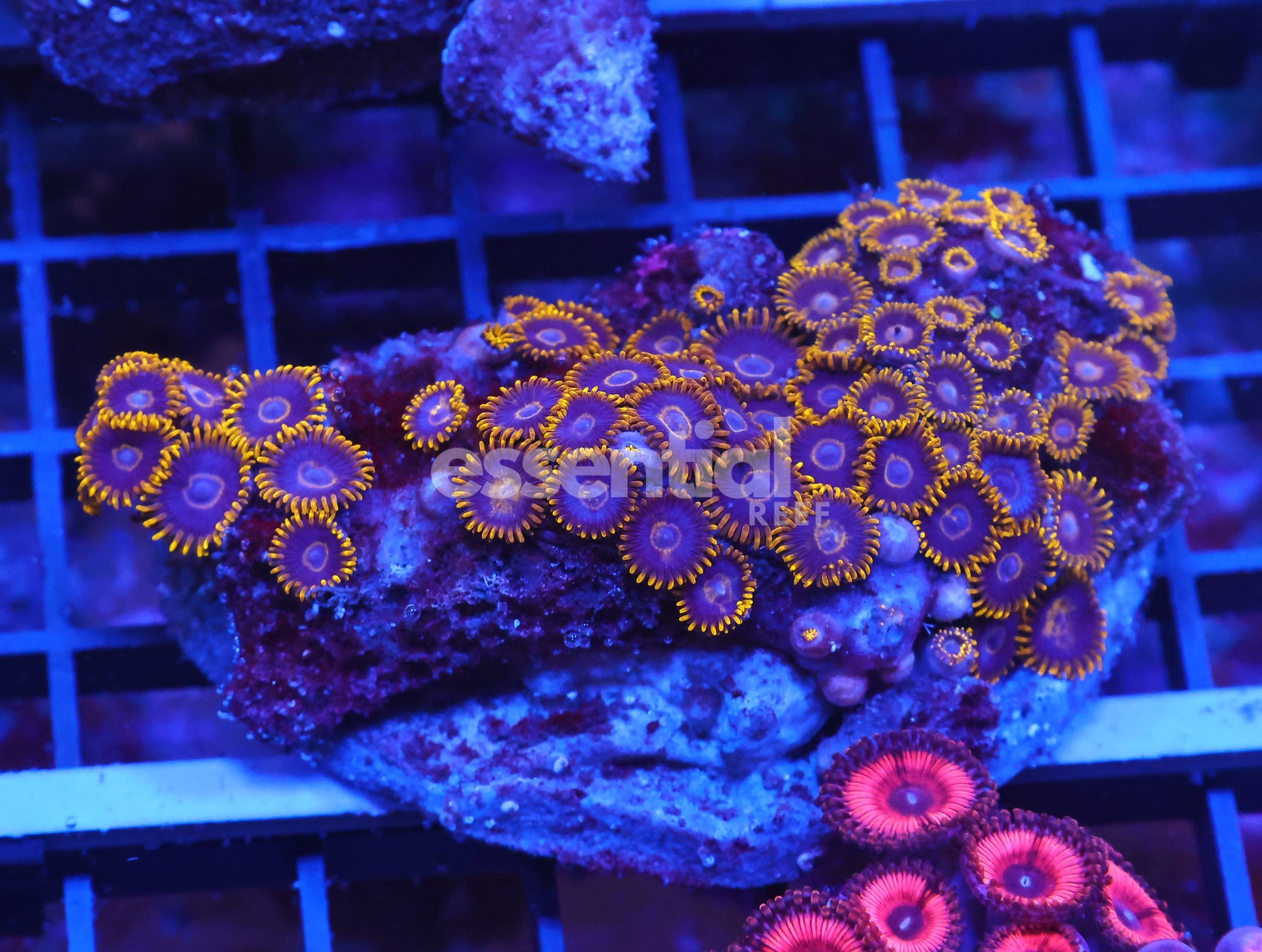 Watermarked - X94 - INDO BLACK HORNET ZOA