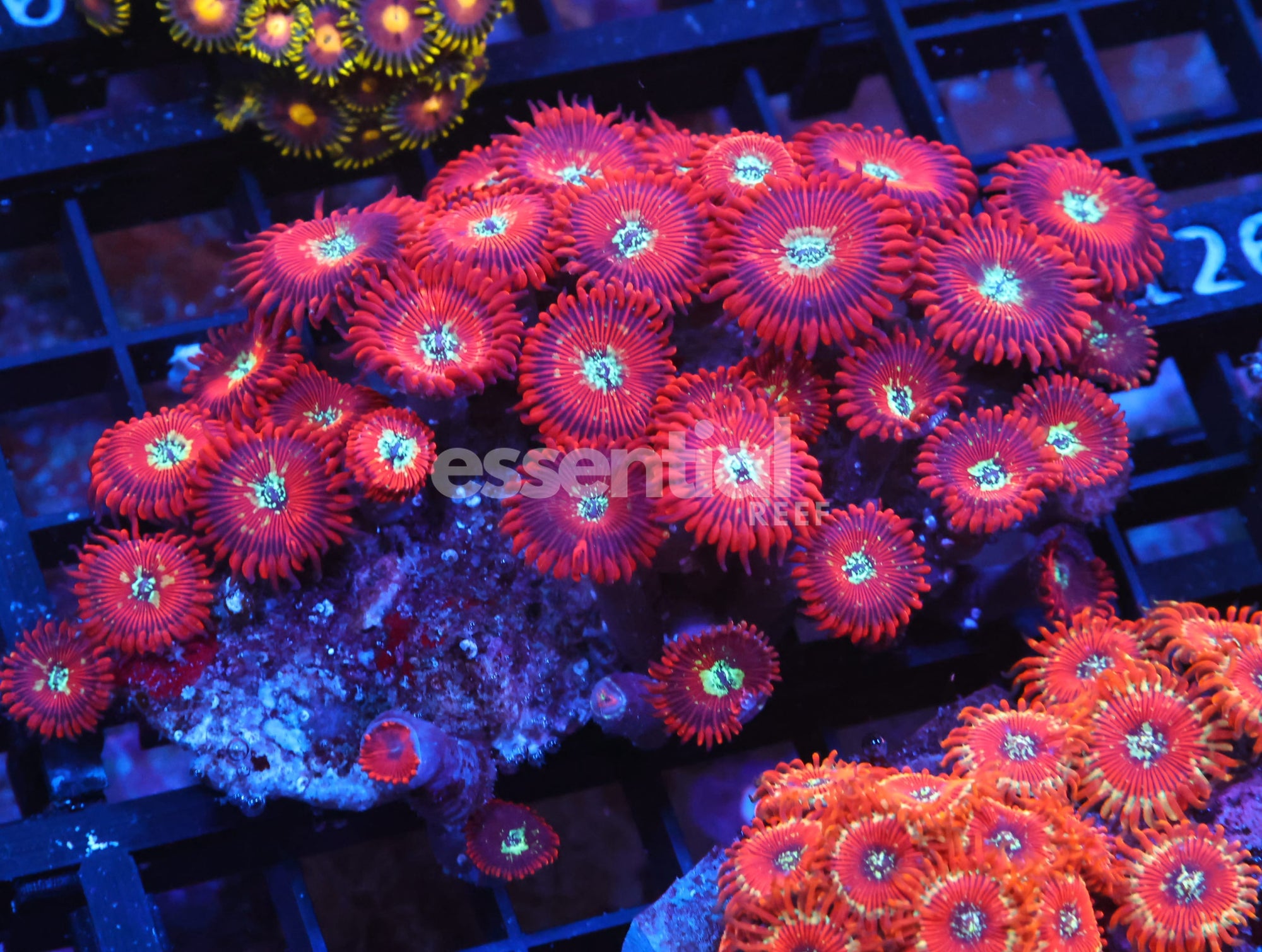 Watermarked - X95 - INDO RED MAGICIAN ZOA